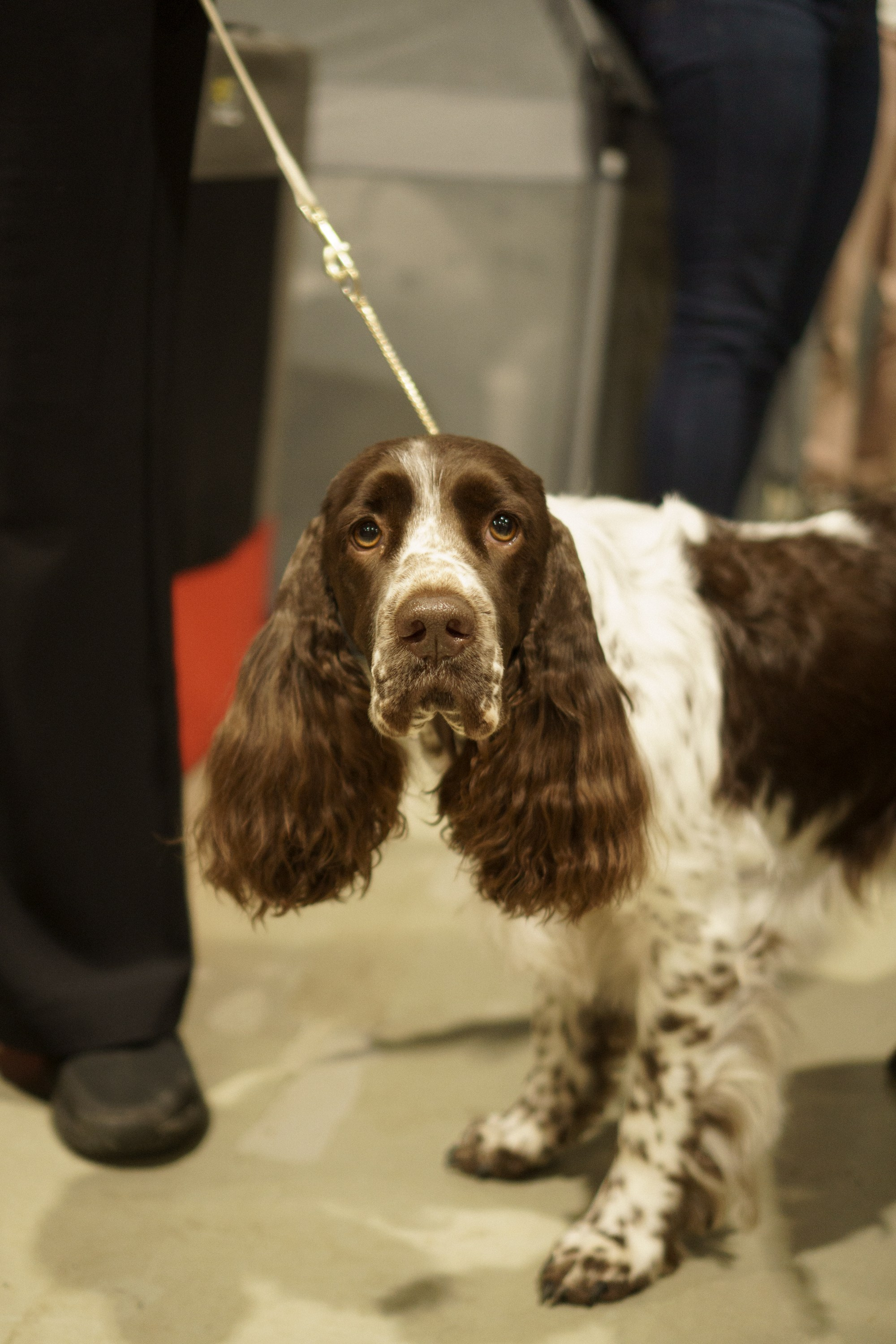 Tartu International Dog Show. Kat Laisaar — Pet photographer in Tallinn