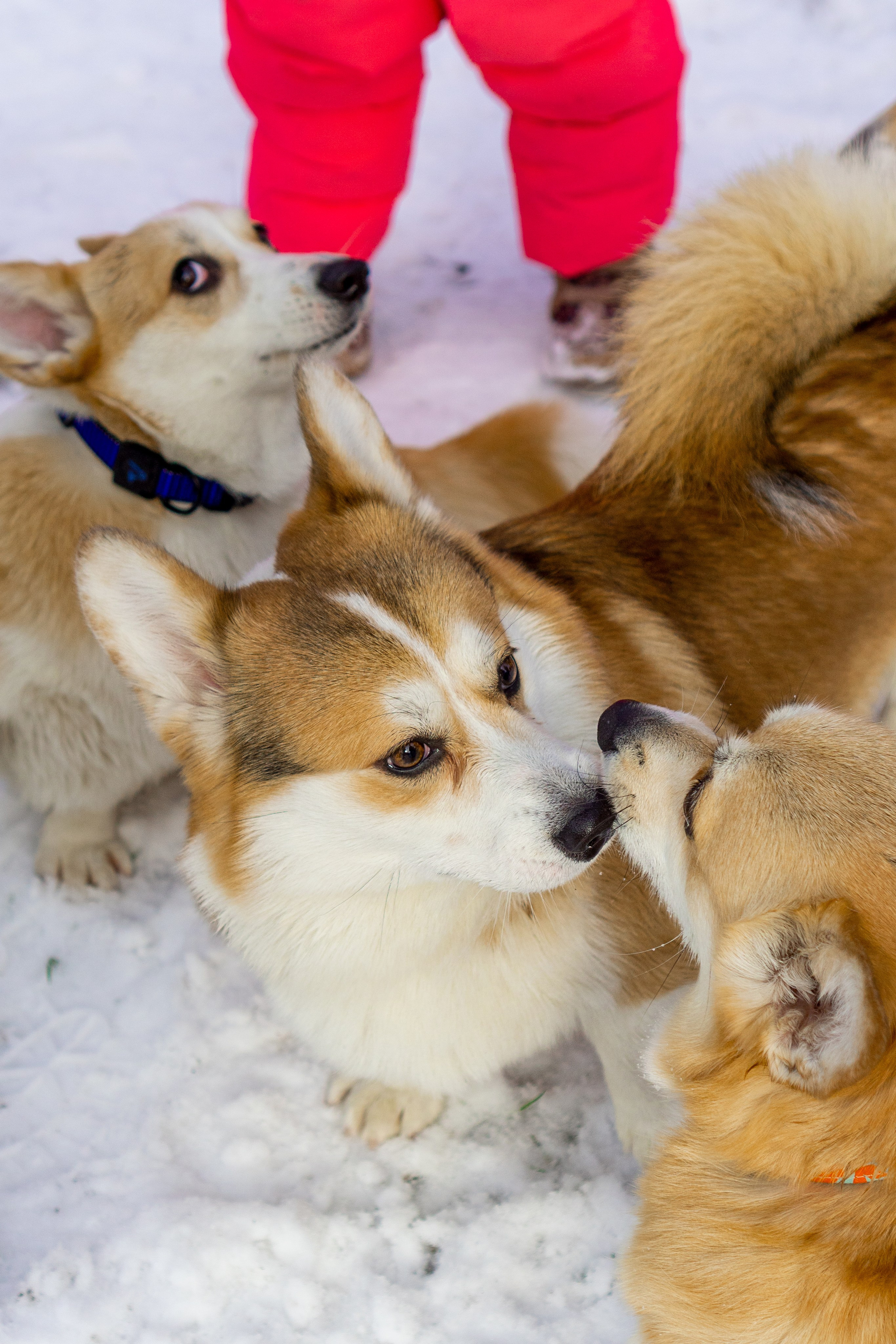 Corgi party, 23 feb. 2025. Kat Laisaar — Pet photographer in Tallinn