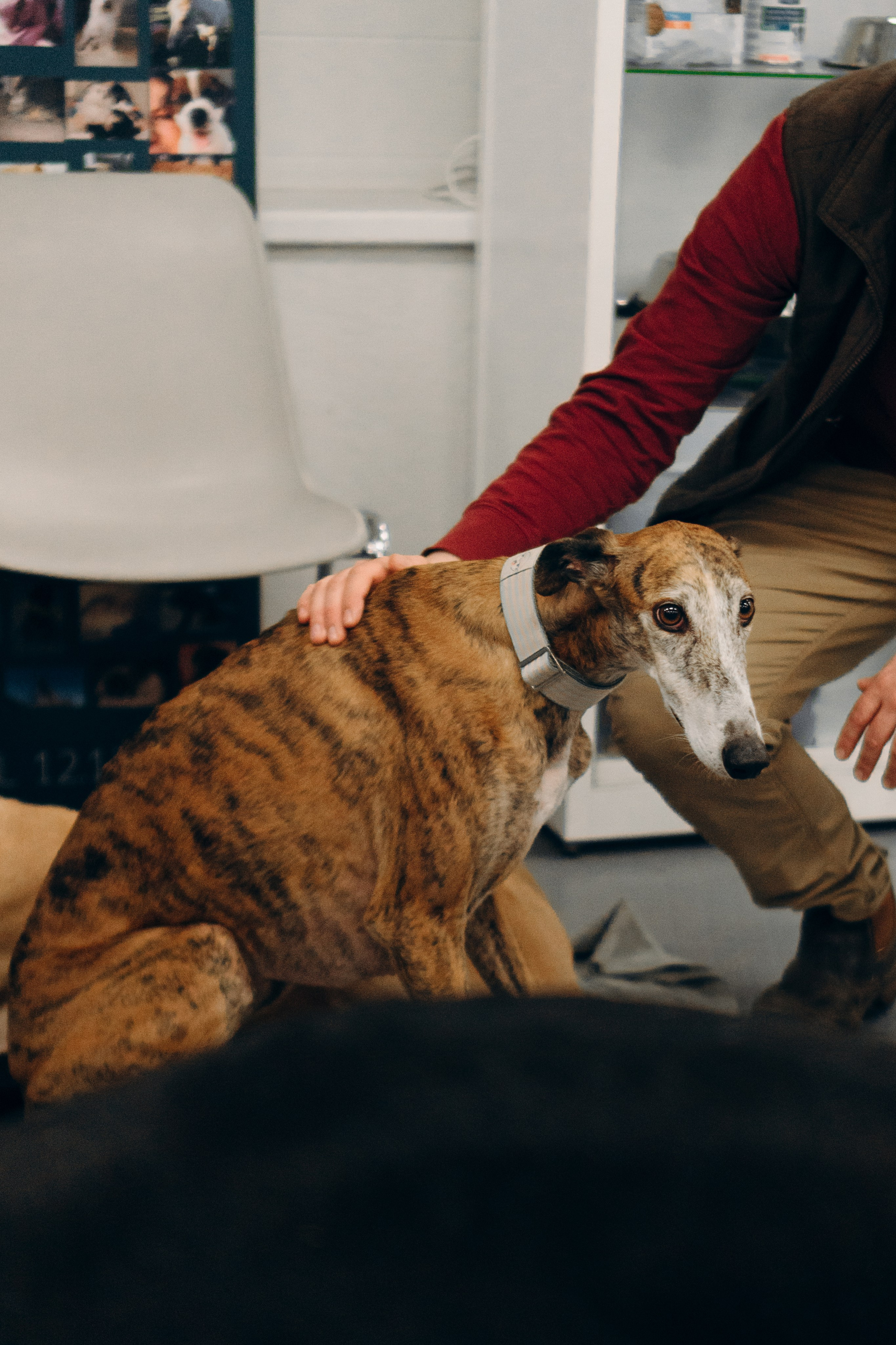 GalgoTreff / PetCity Rannamõisa, 13 apr. 2025. Kat Laisaar — Pet photographer in Tallinn