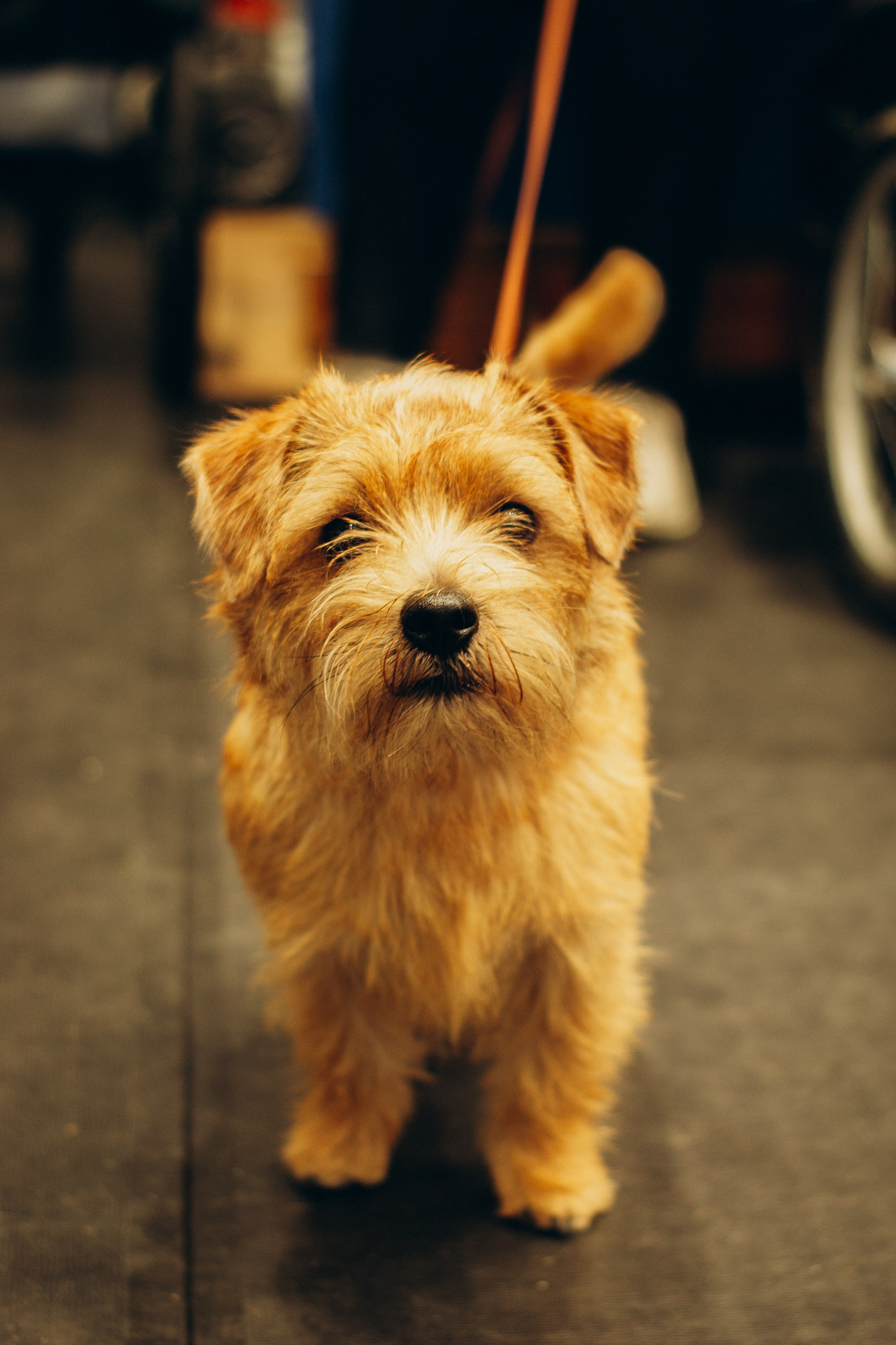 Rakvere Dog Show. Kat Laisaar — Pet photographer in Tallinn