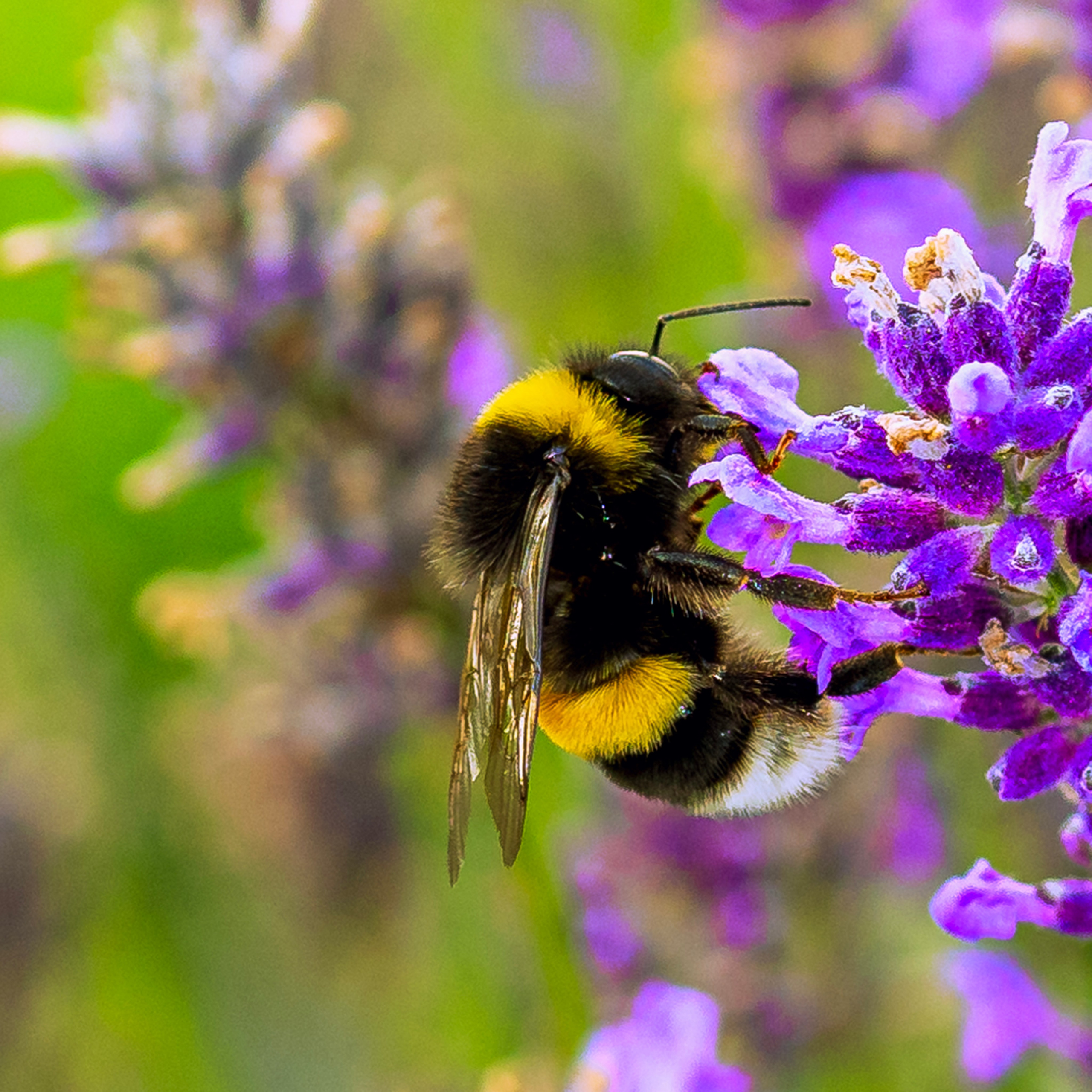 Blumen. LUKIN IGOR Photography