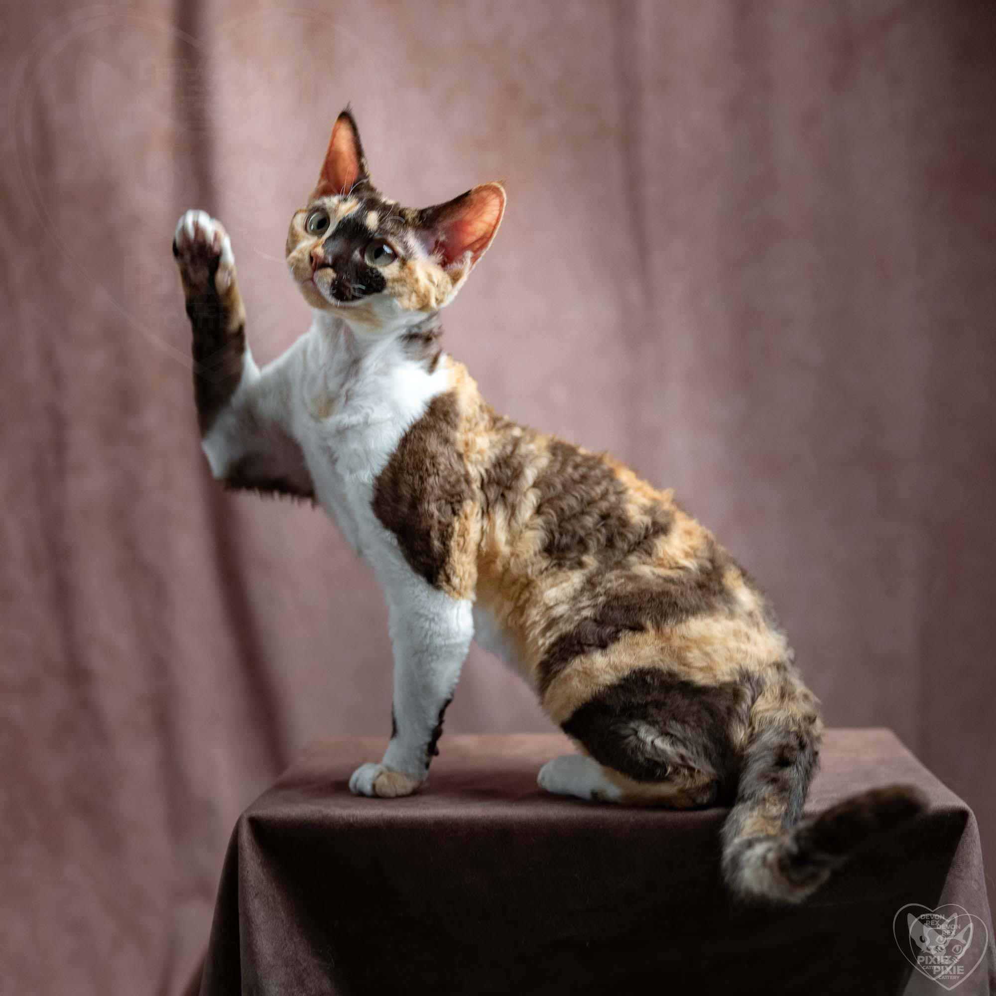 Dottie, girl, born on 06.06.24 NOT AVAILABLE. Devon Rex Pixie Cattery