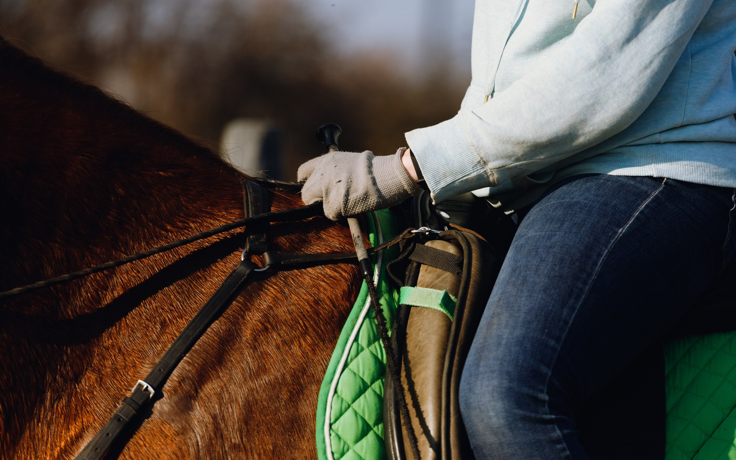 Autumn equestrian training. Kaja | fotograf psów we Wrocławiu