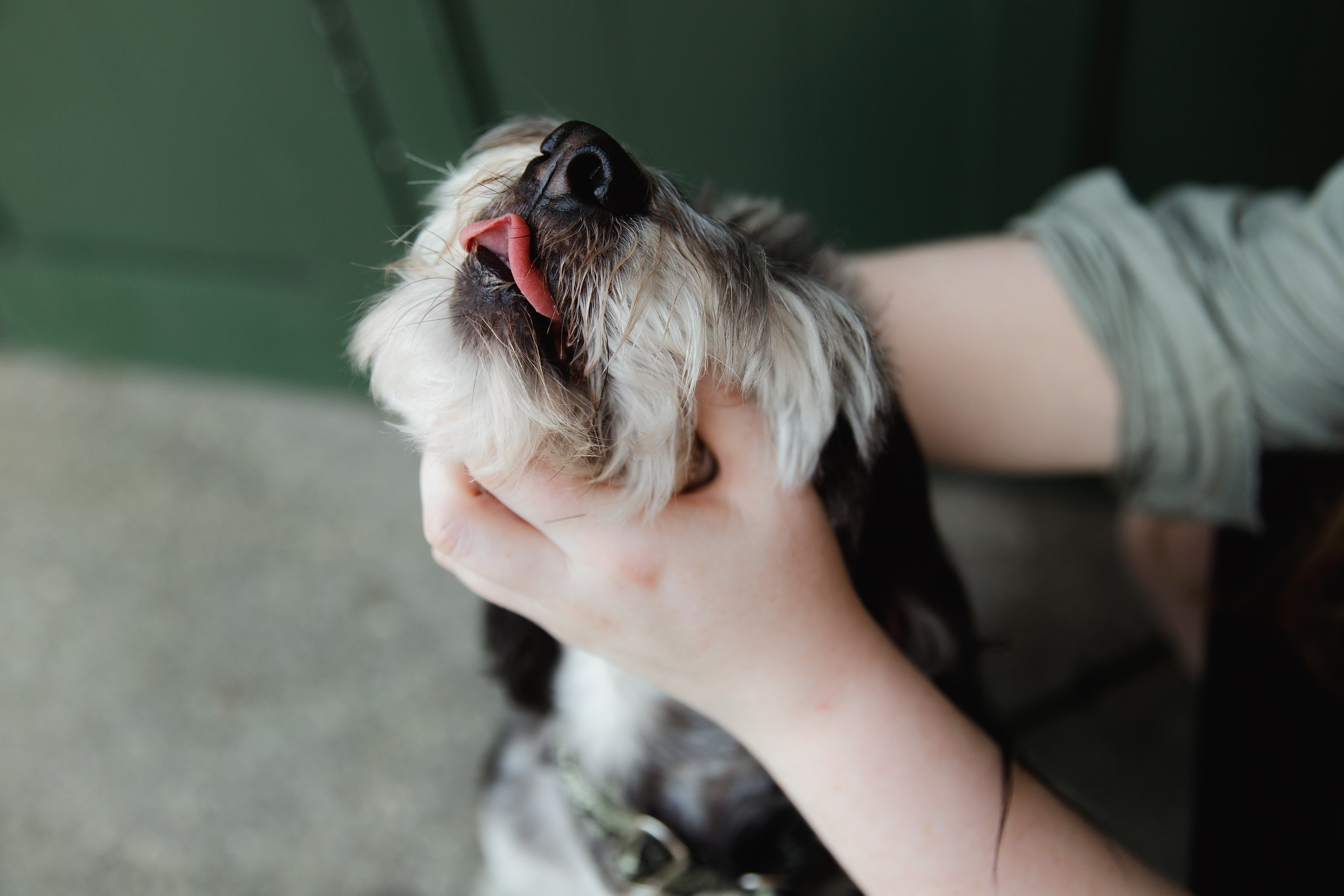 Lera & Flora. Kaja | fotograf we Wrocławiu | ludzie i psy