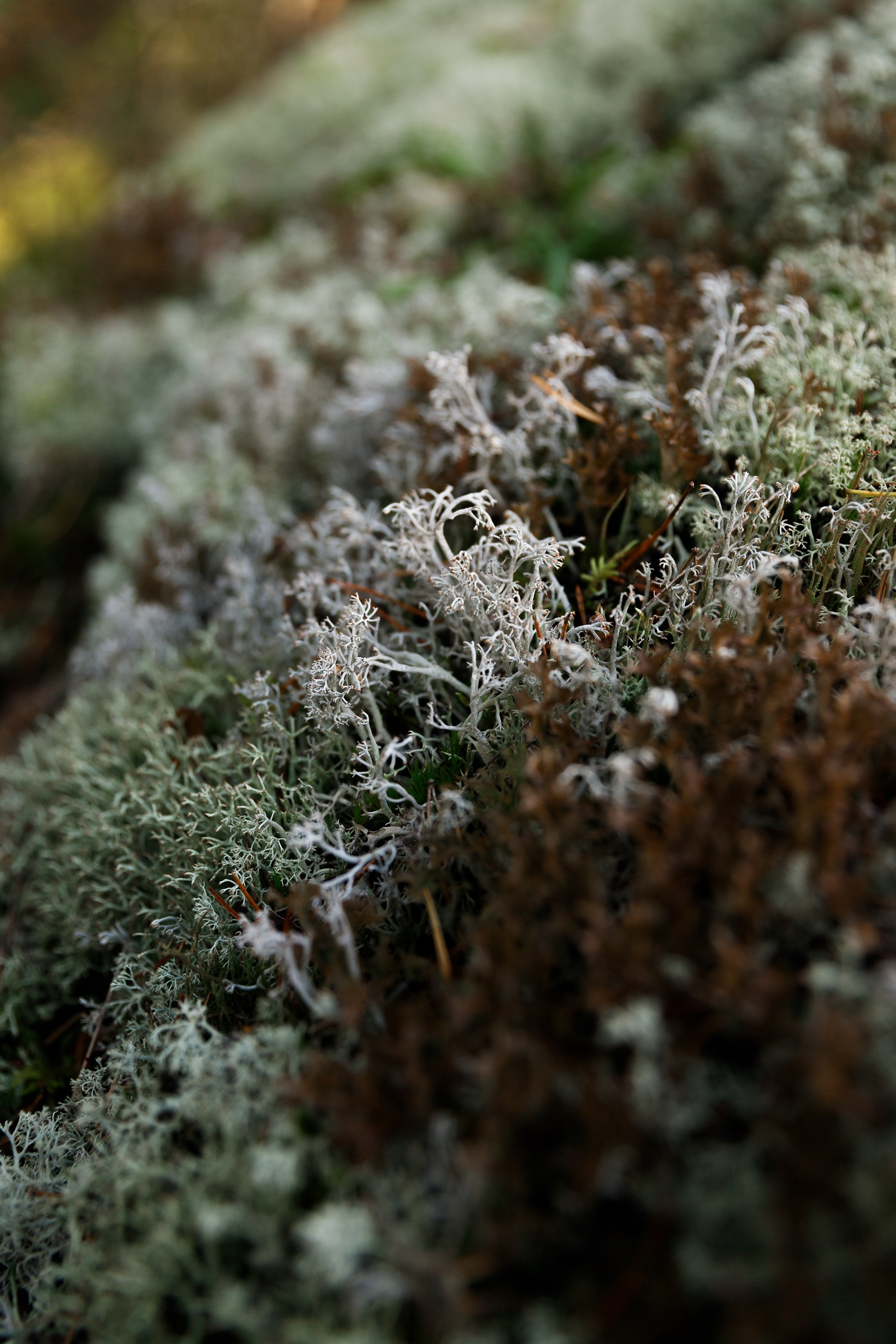 Turku. Kaja | fotograf psów we Wrocławiu