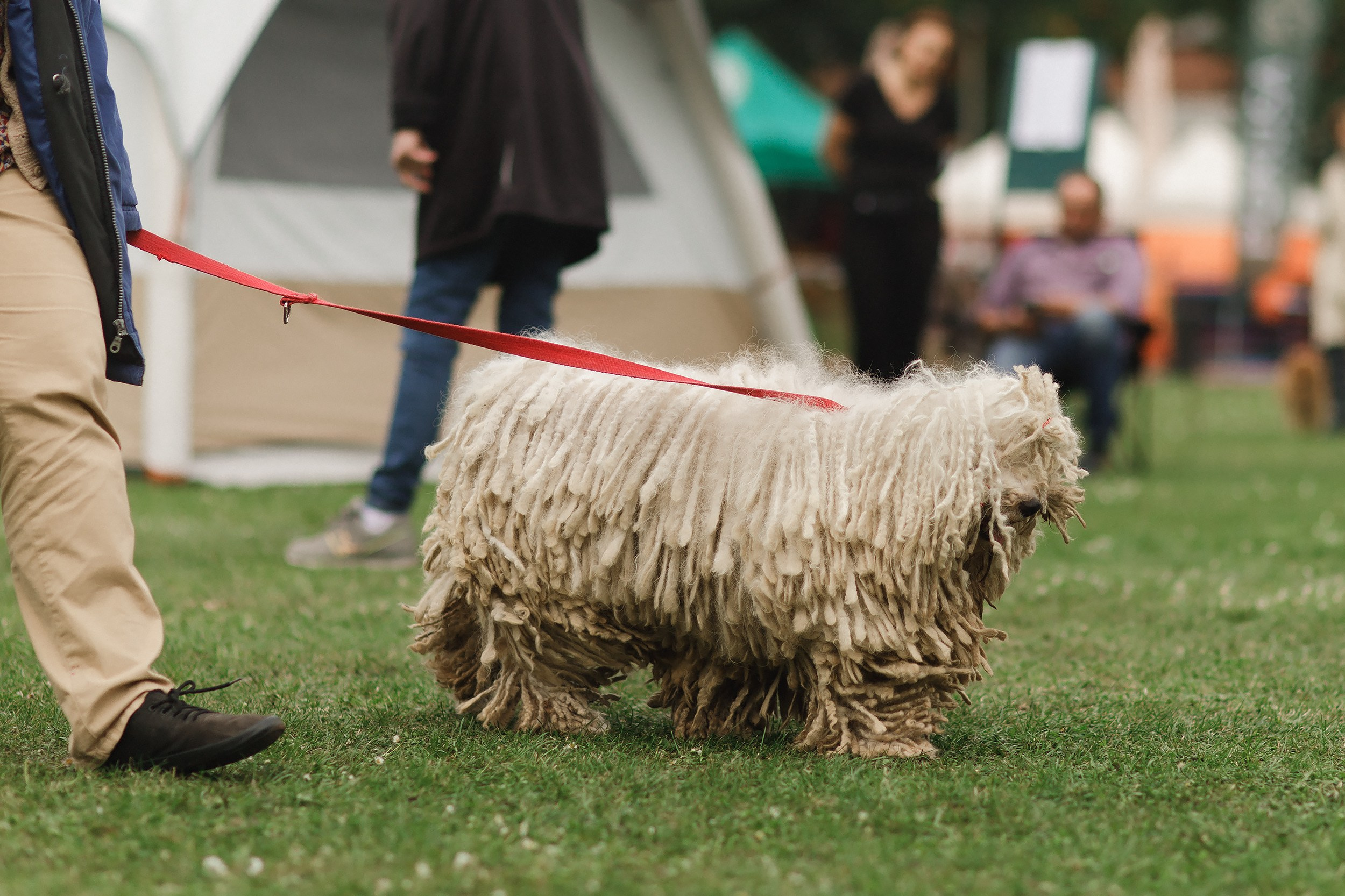 Dog shows | the best ones. Kaja | fotograf psów we Wrocławiu