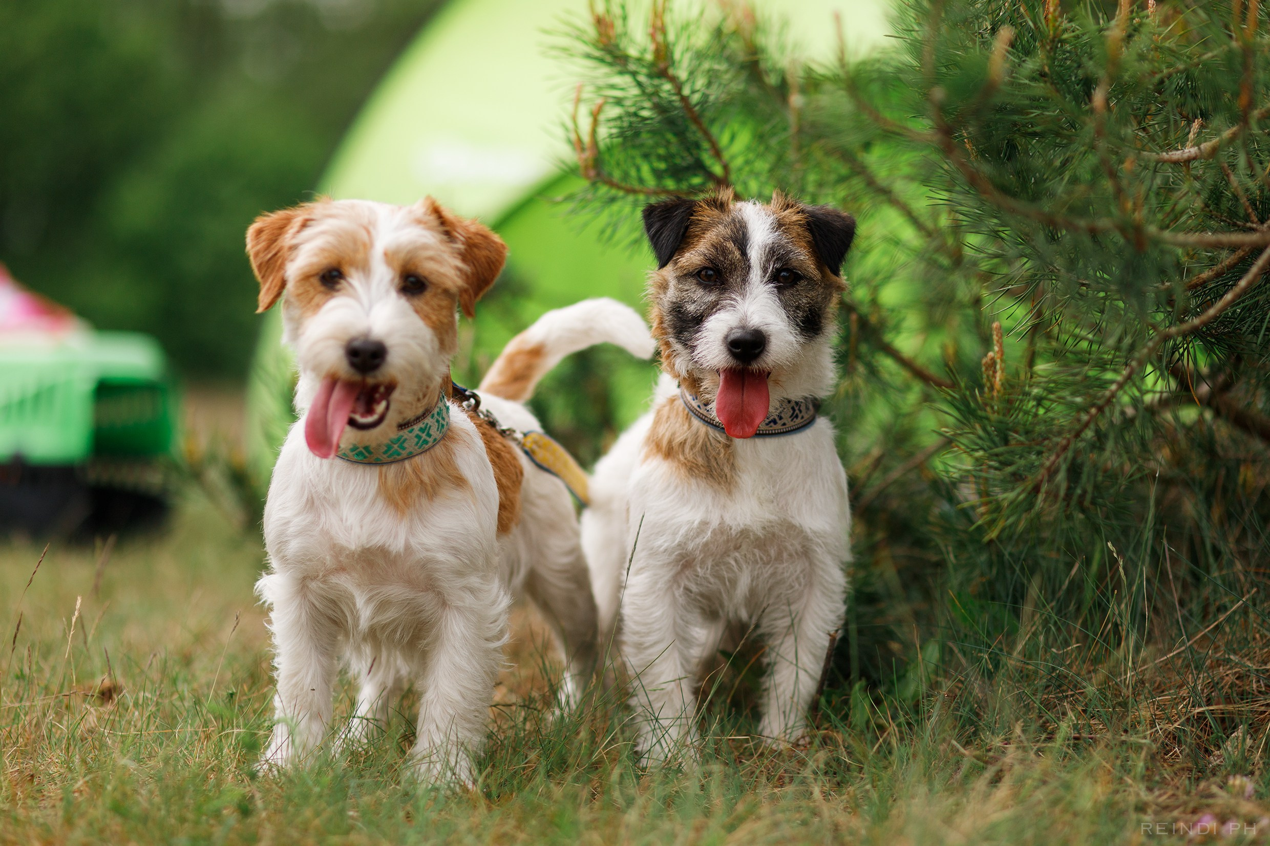 Dog frisbee championship | summer. Kaja | fotograf we Wrocławiu | ludzie i psy