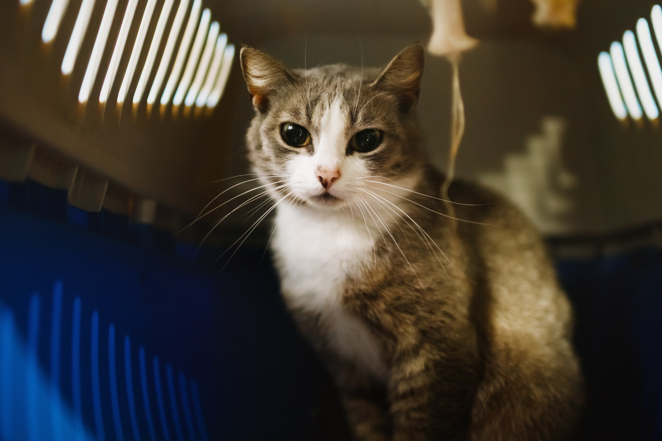 Shelter's cats for adoption. Kaja | fotograf we Wrocławiu | ludzie i psy