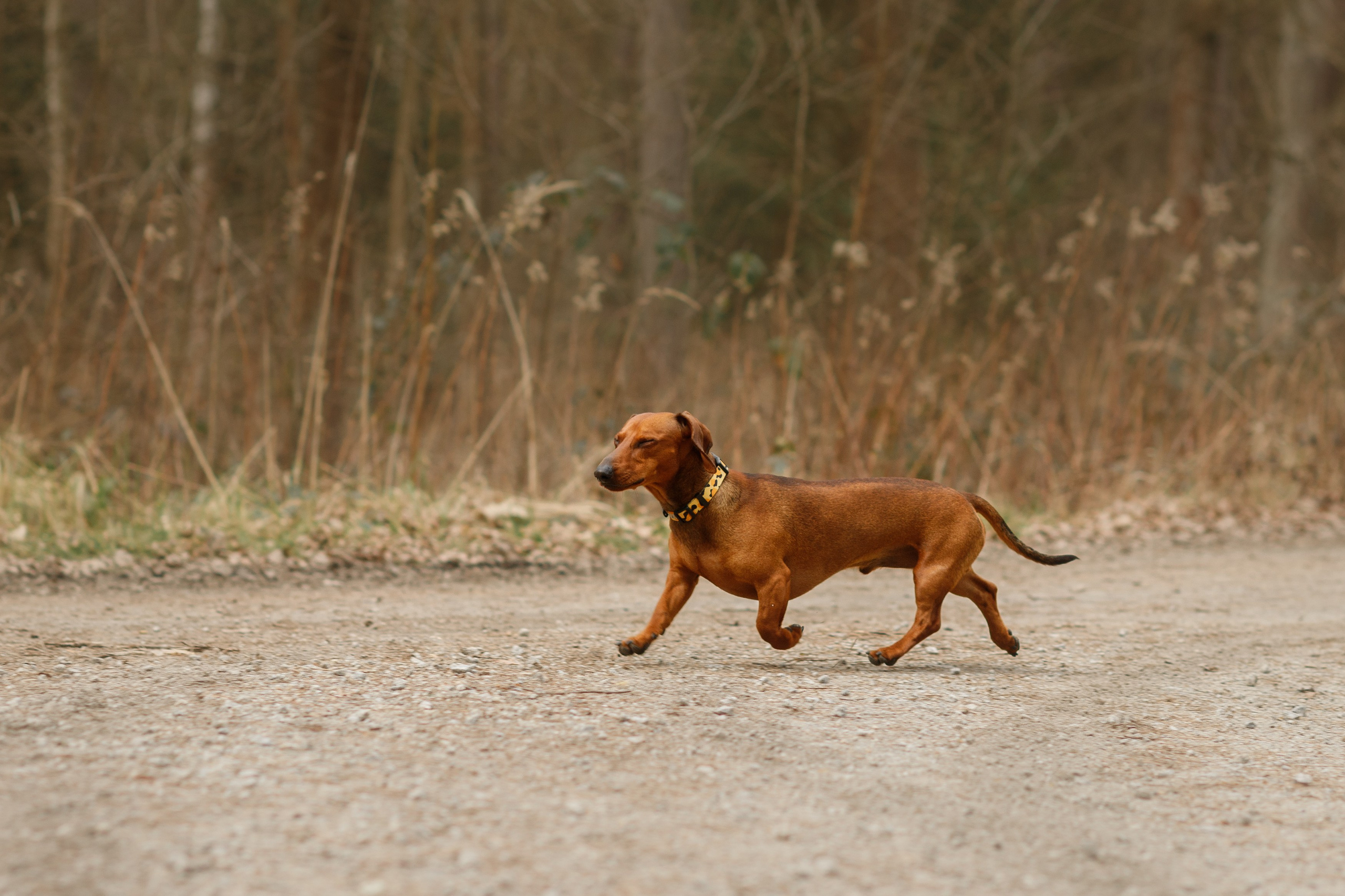 Ania, Franek & Vincent. Kaja | fotograf psów we Wrocławiu