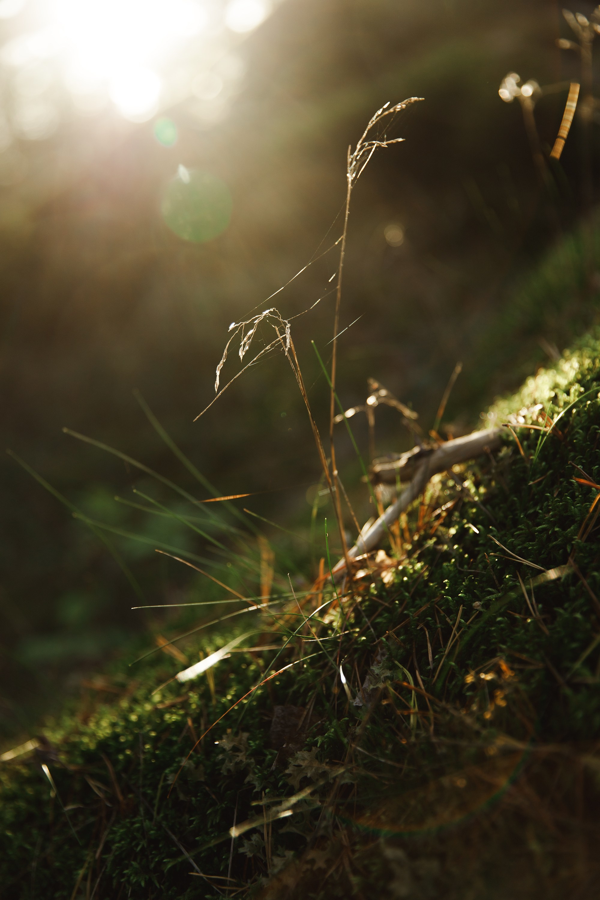 Turku. Kaja | fotograf psów we Wrocławiu