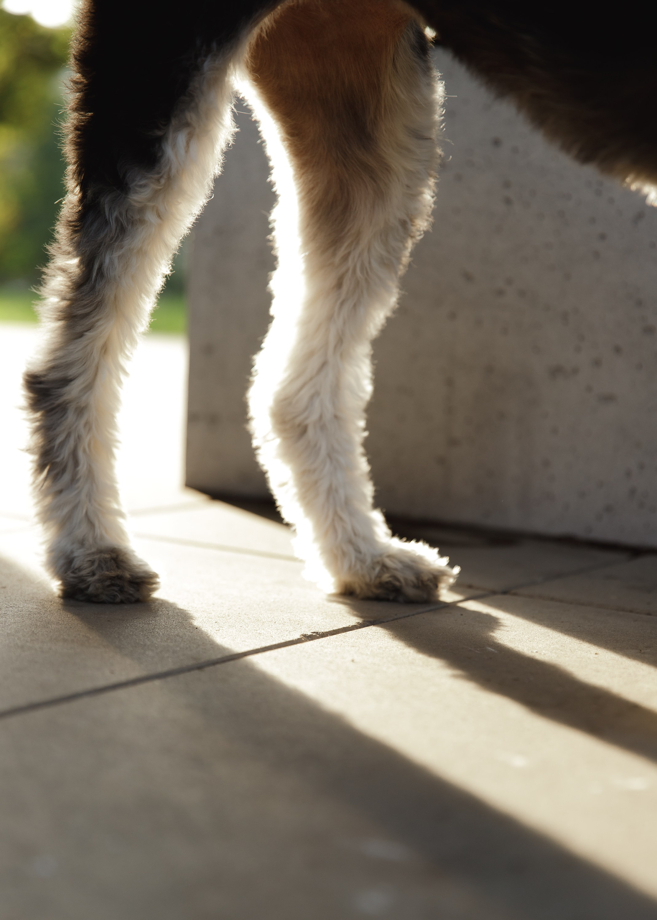 Lera & Flora. Kaja | fotograf we Wrocławiu | ludzie i psy