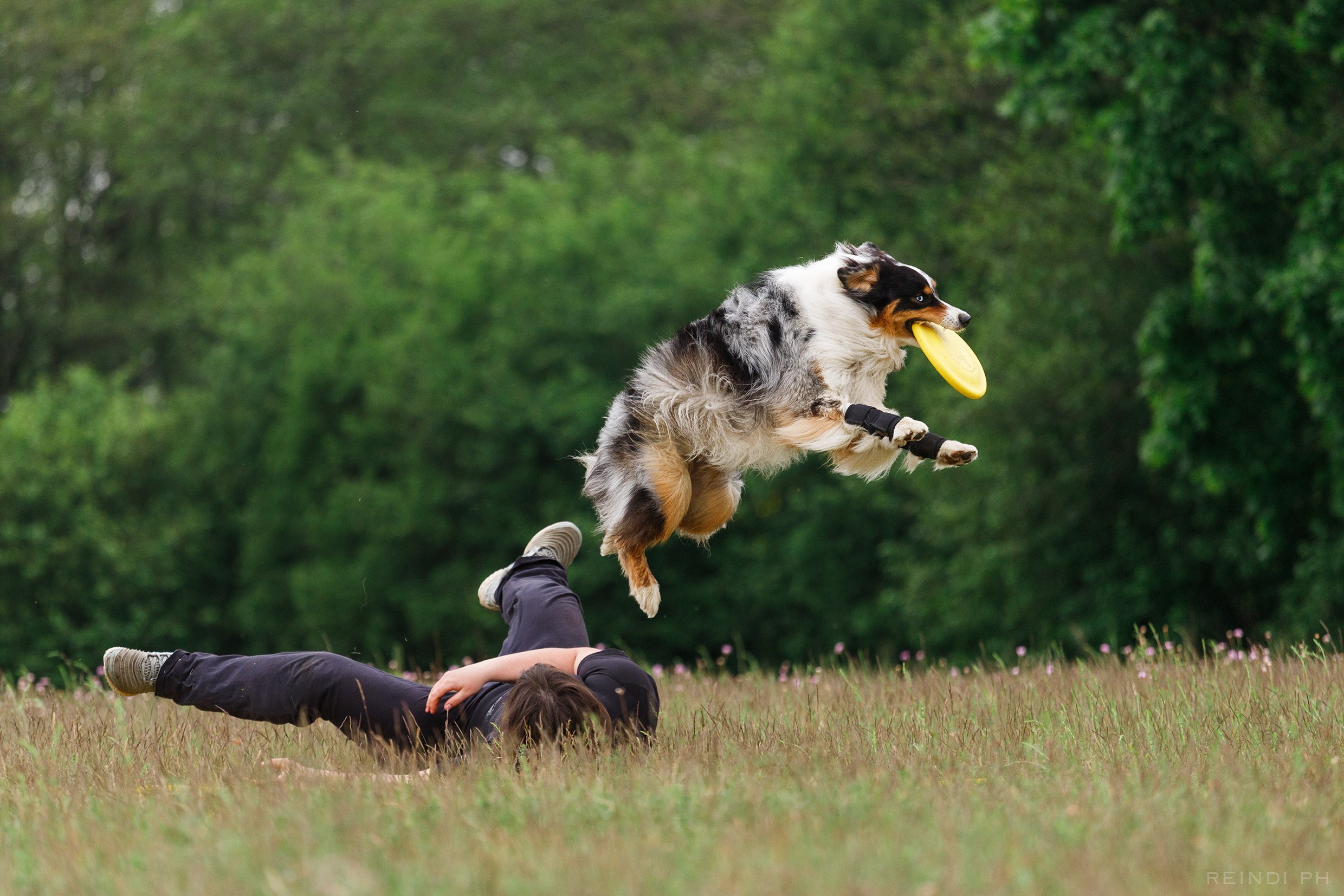Dog frisbee championship | summer. Kaja | fotograf we Wrocławiu | ludzie i psy