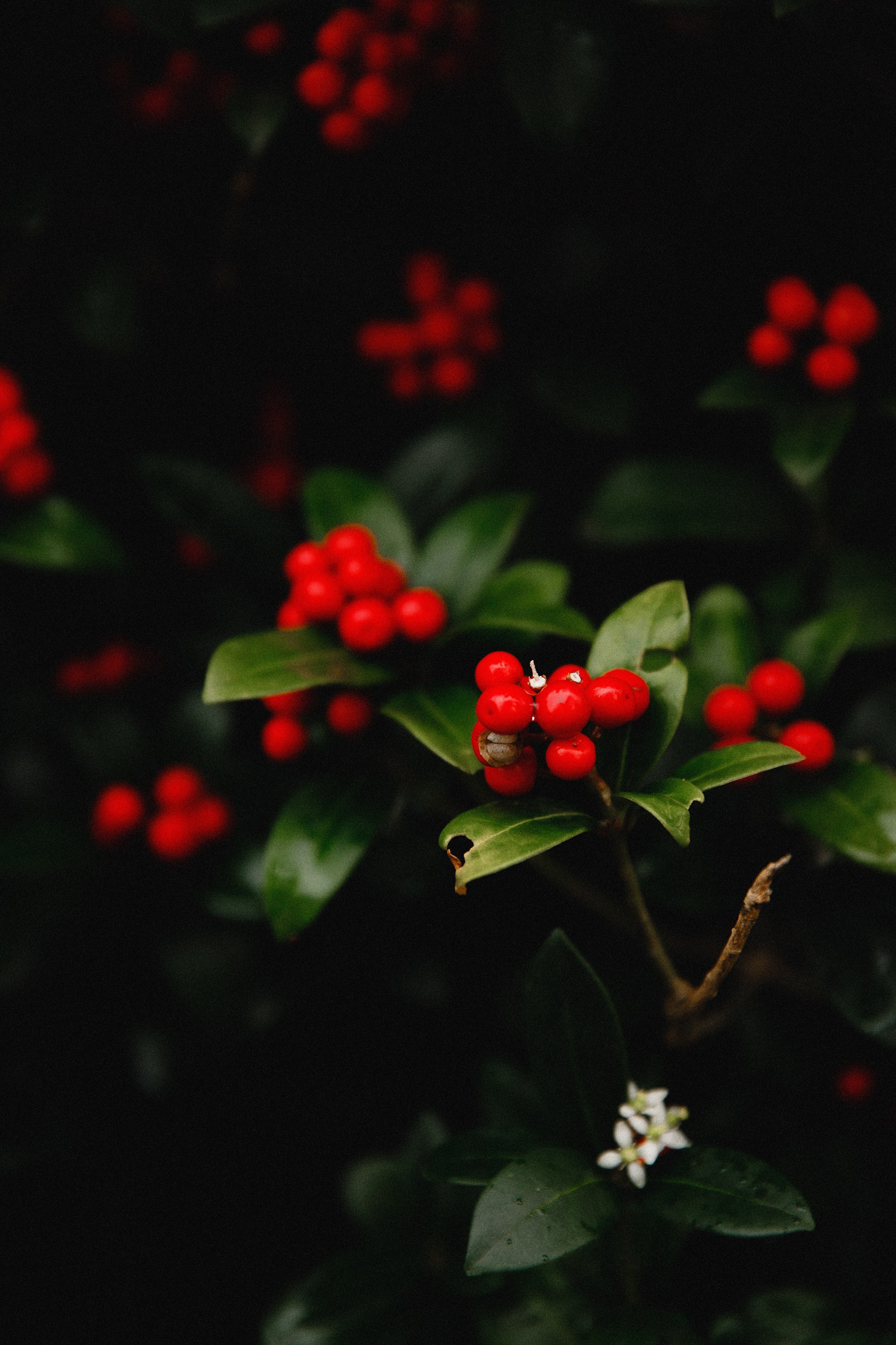 Botanical garden in Wroclaw. Kaja | fotograf we Wrocławiu | ludzie i psy