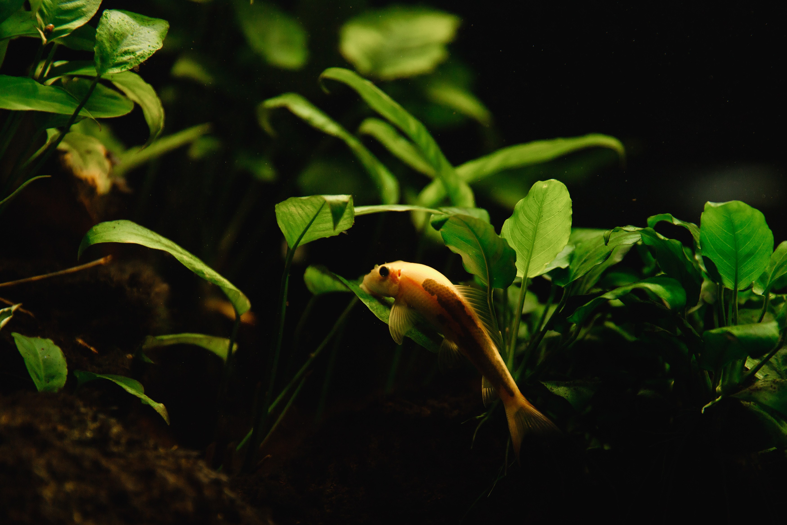 Botanical garden in Wroclaw. Kaja | fotograf we Wrocławiu | ludzie i psy