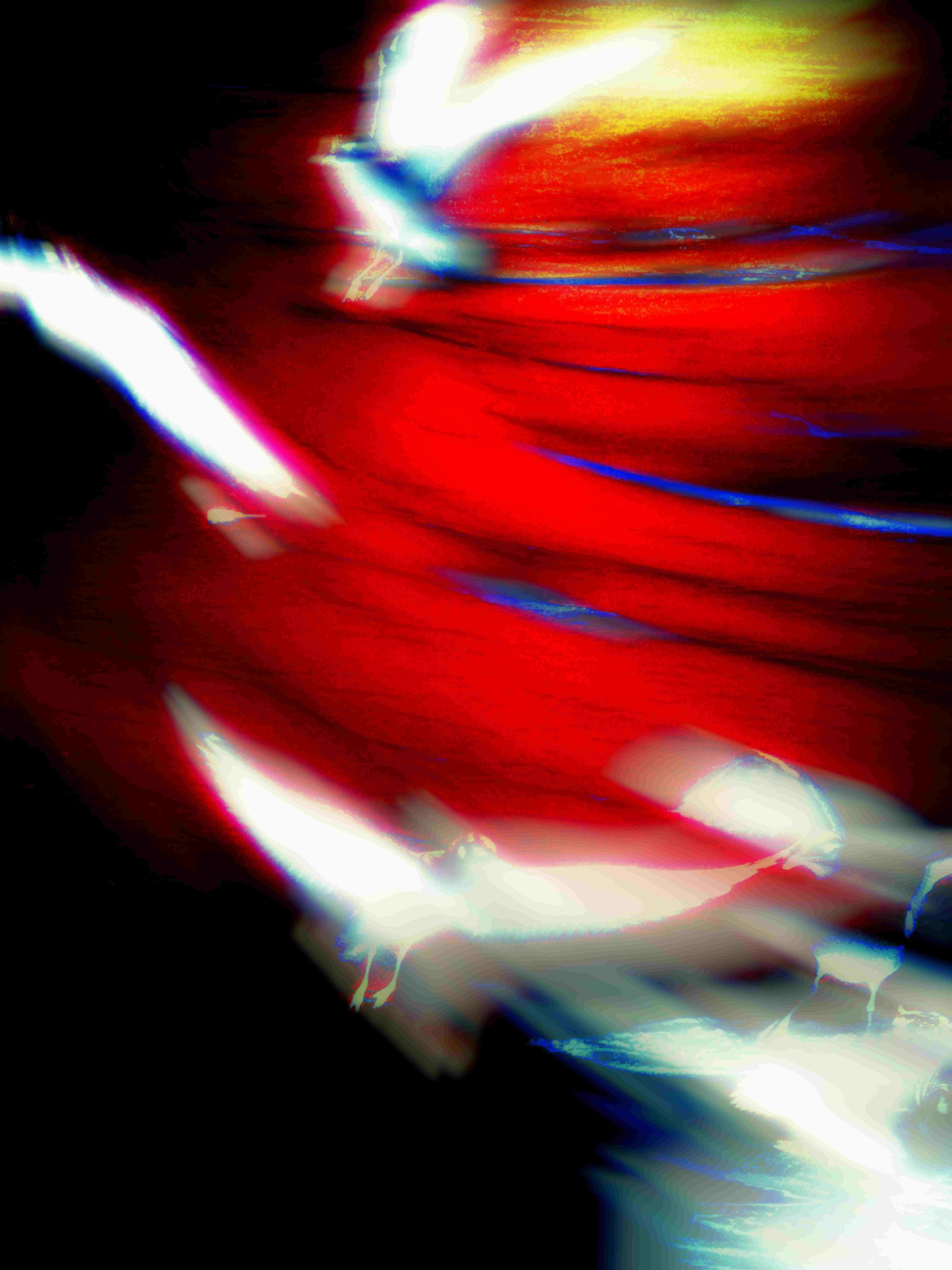 SEAGULLS. Irina Owlik — Visual Artist