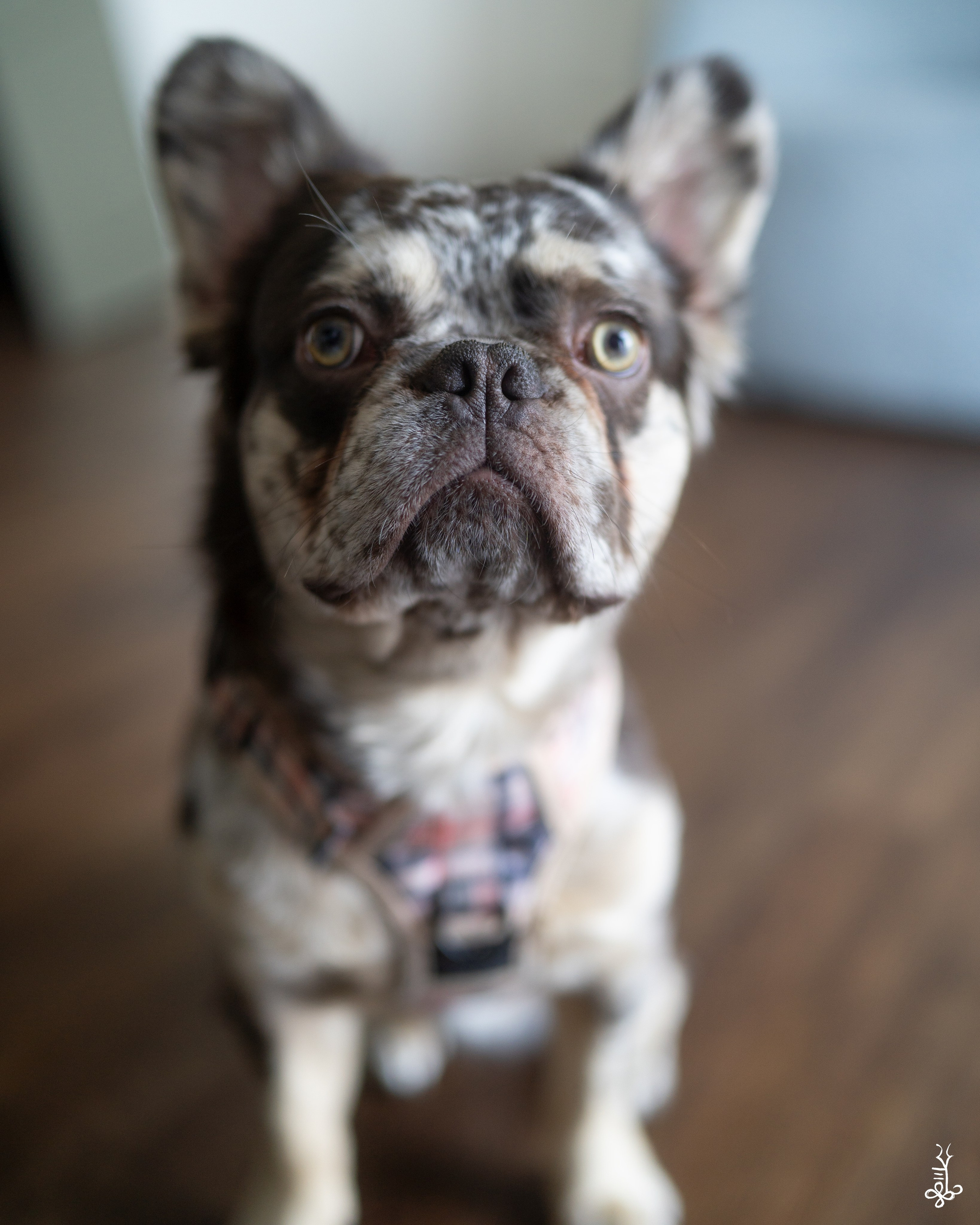 SEVAEH DOG. Ke’Ondris