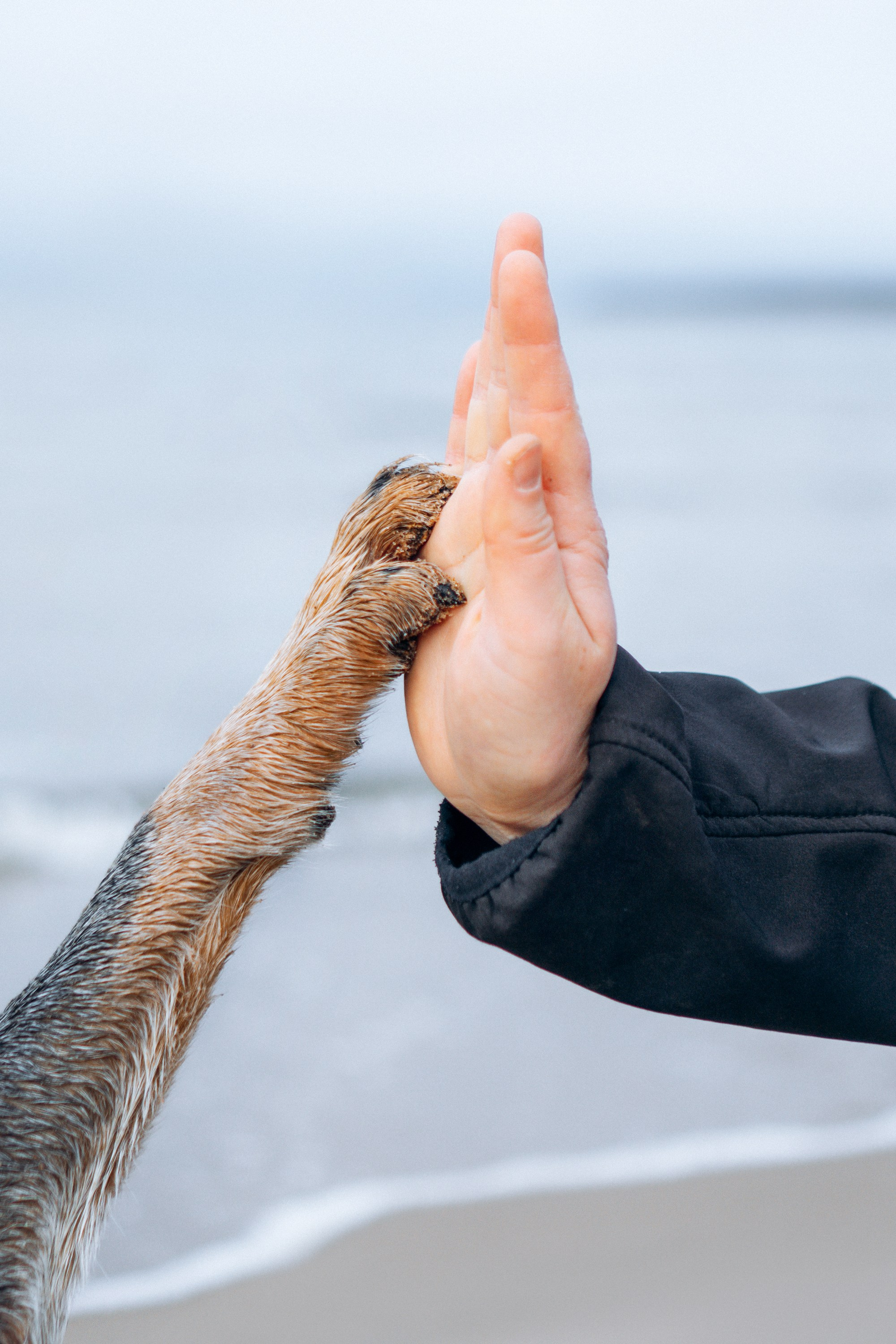 Polina and her Dakota, Australian Cattle Dog. Kat Laisaar — Pet photographer in Tallinn