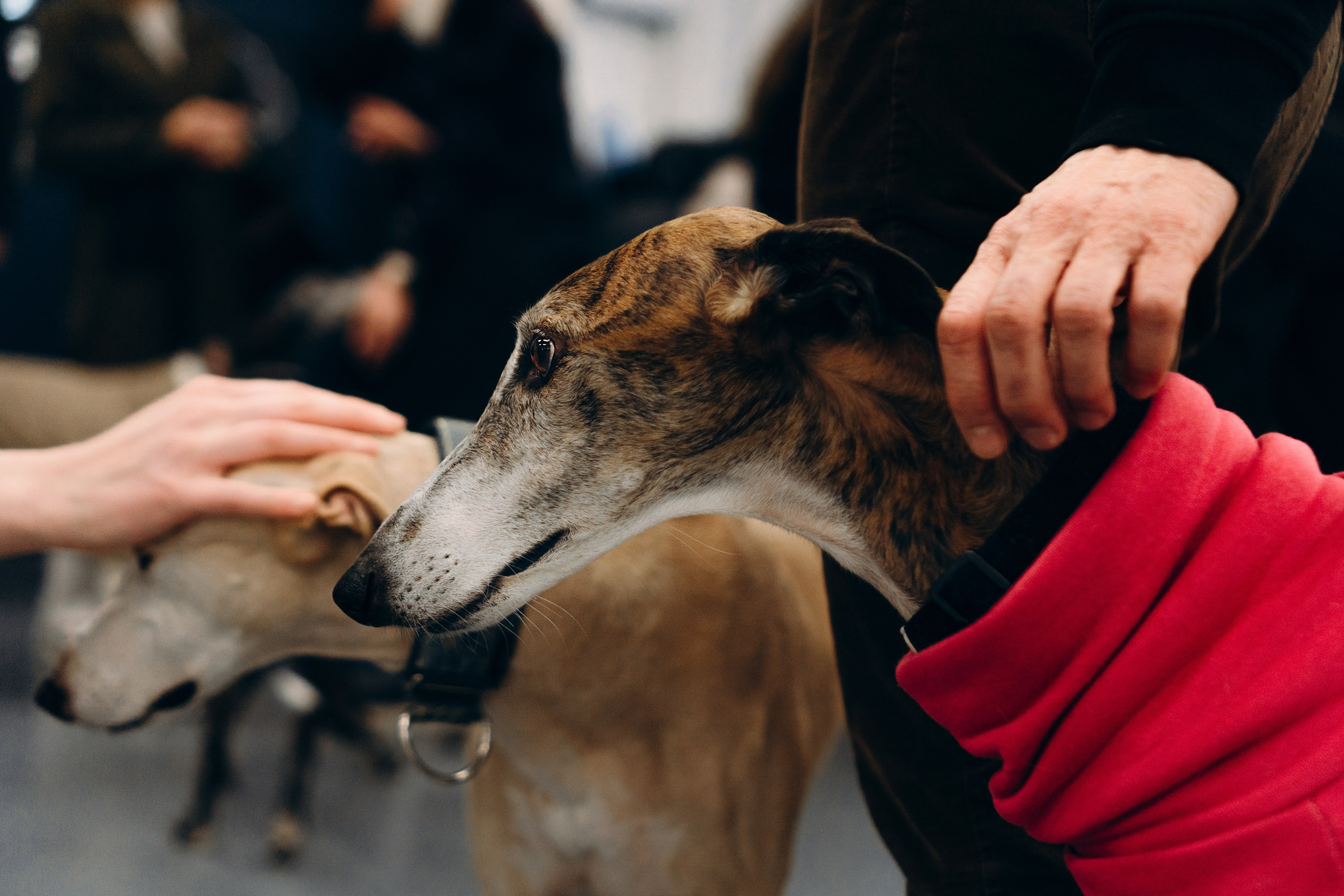 Galgotreff, 9 feb. 2025. Kat Laisaar — Pet photographer in Tallinn