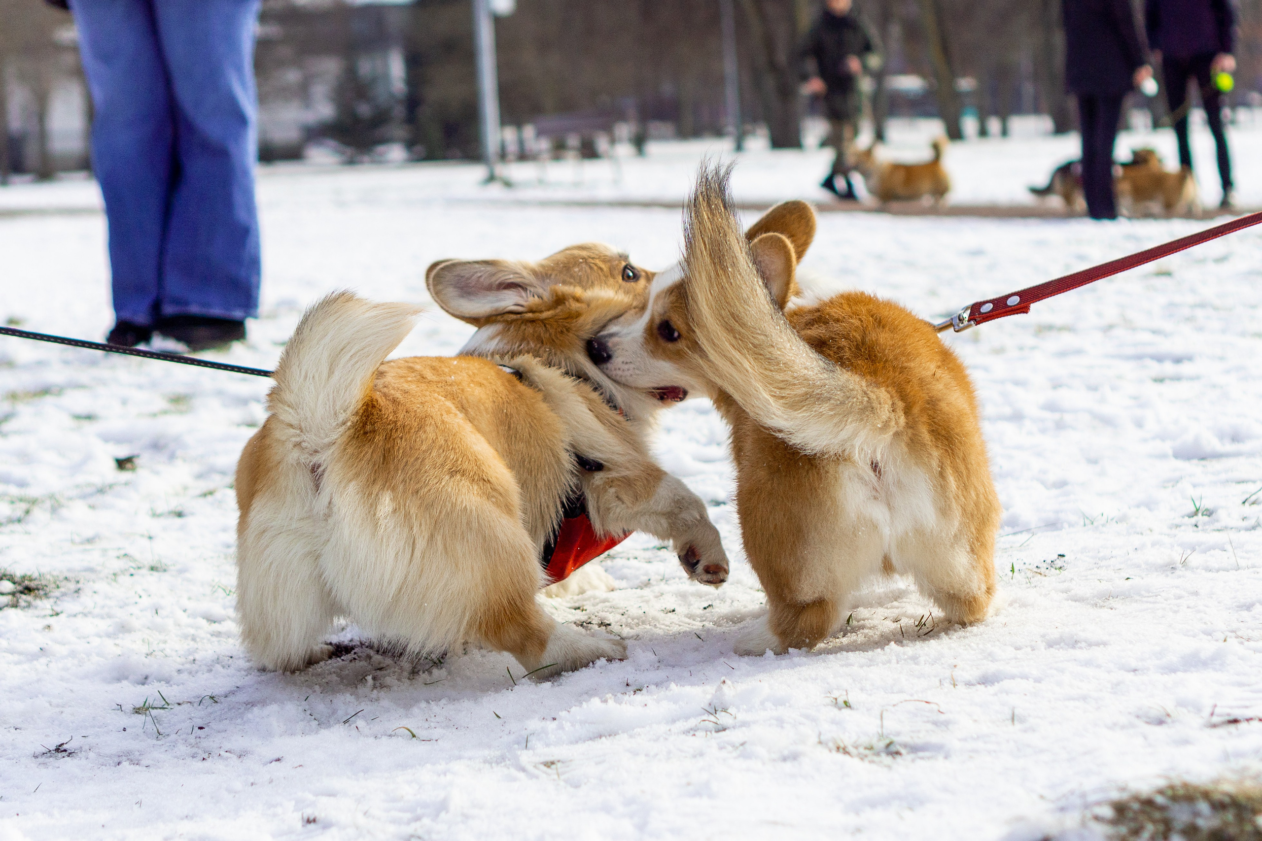 Corgi party, 23 feb. 2025. Kat Laisaar — Pet photographer in Tallinn