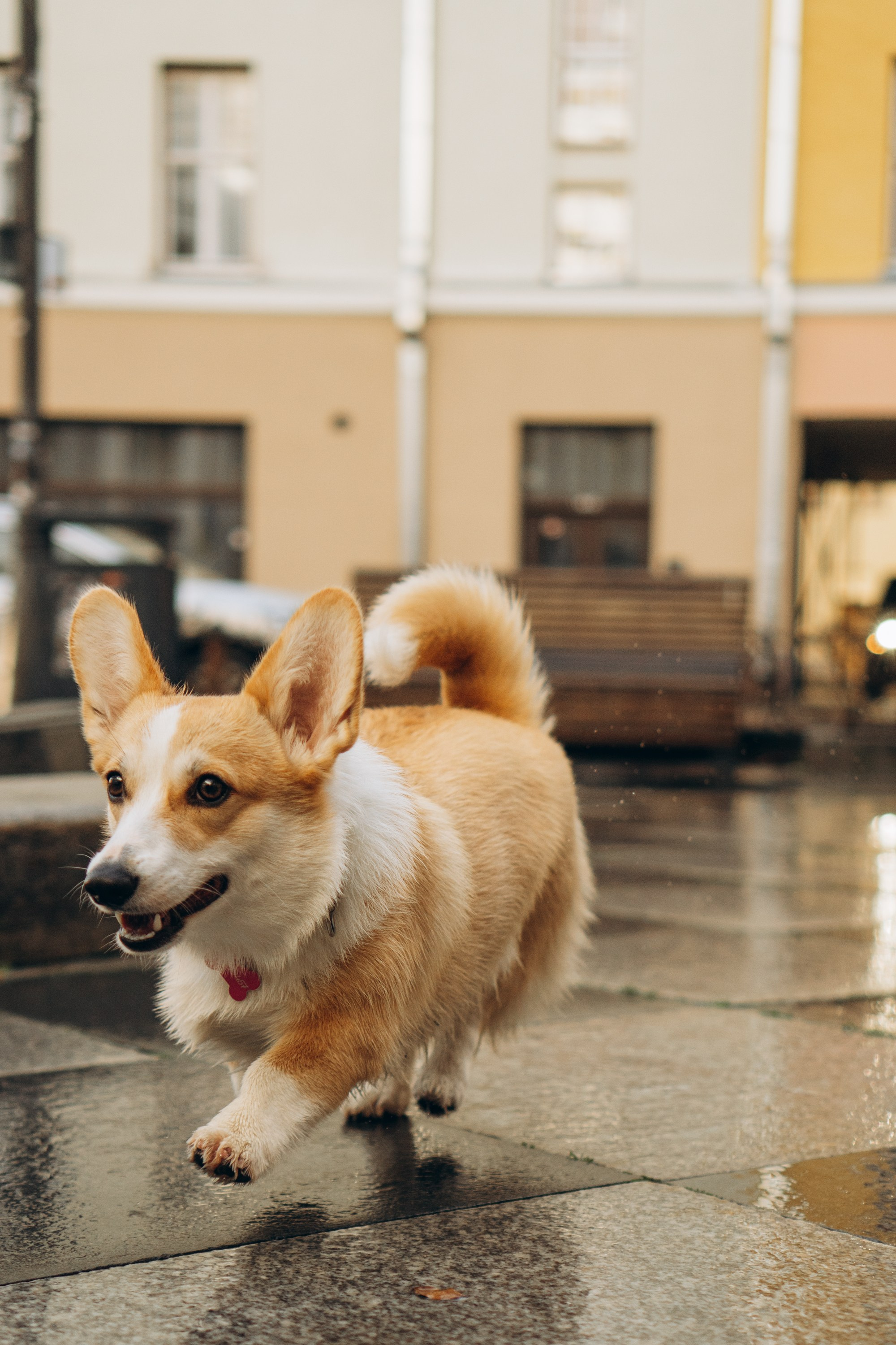 Maarika, Jegor and their Luna, Pembroke Welsh Corgi. Kat Laisaar — Pet photographer in Tallinn