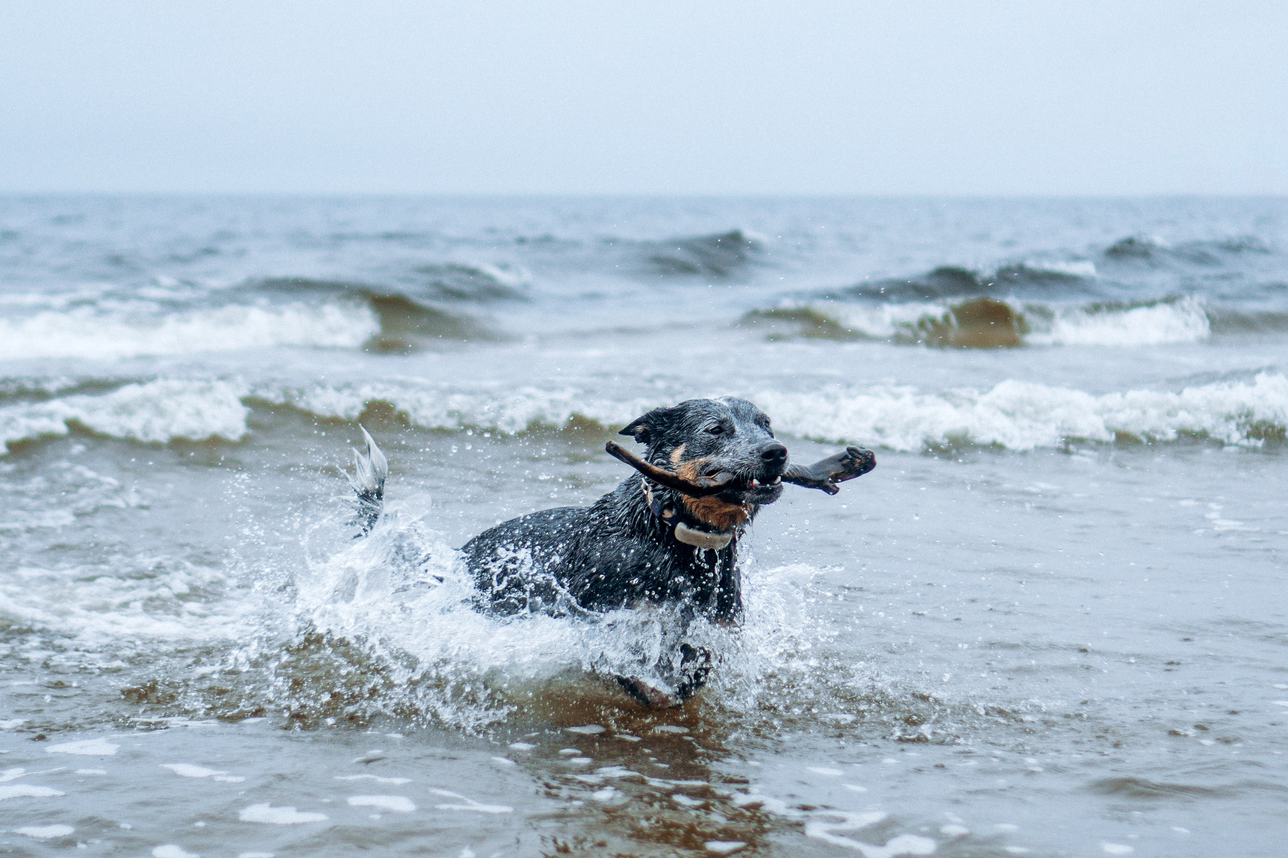 Polina and her Dakota, Australian Cattle Dog. Kat Laisaar — Pet photographer in Tallinn