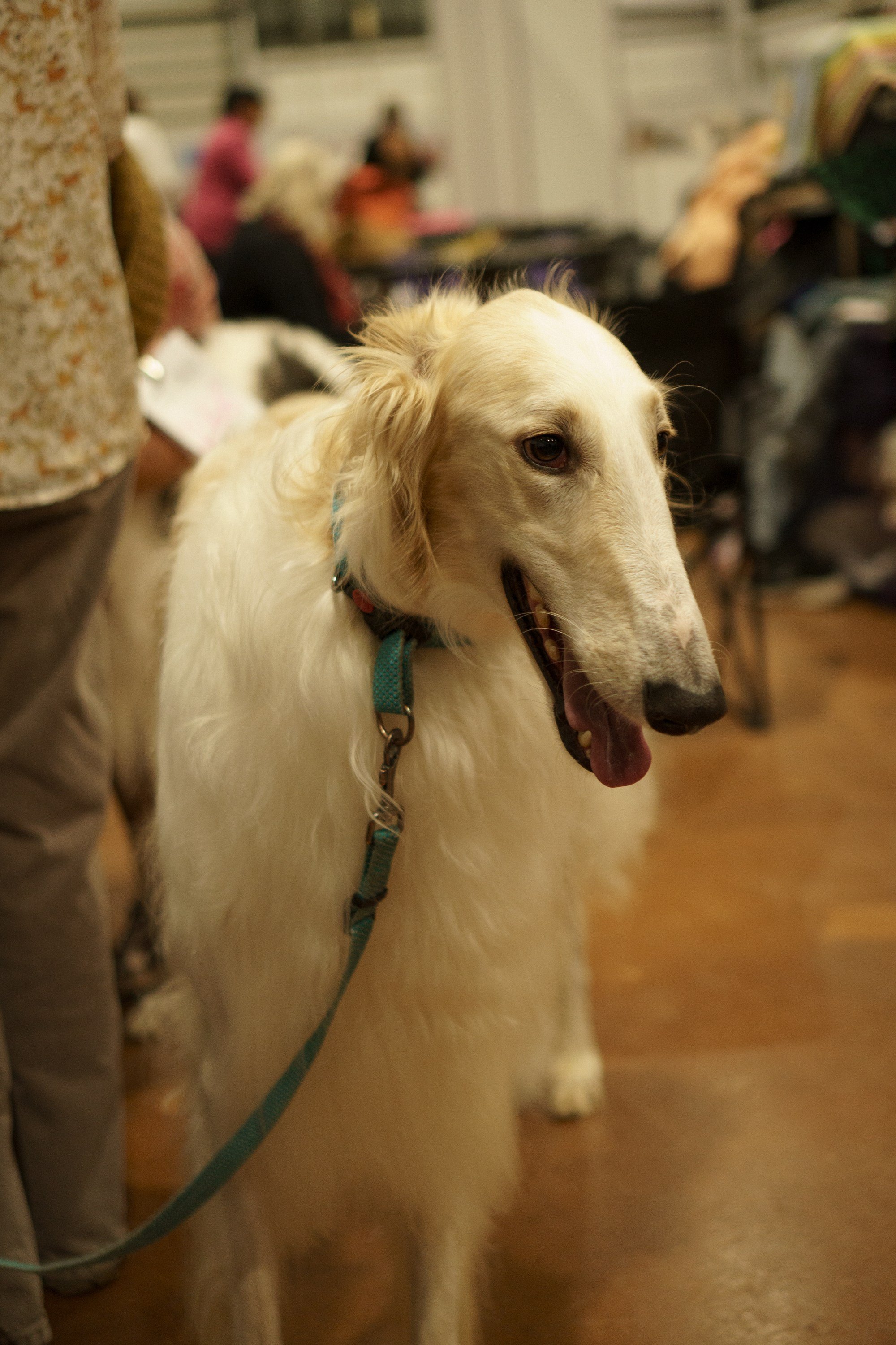 Tartu International Dog Show. Kat Laisaar — Pet photographer in Tallinn