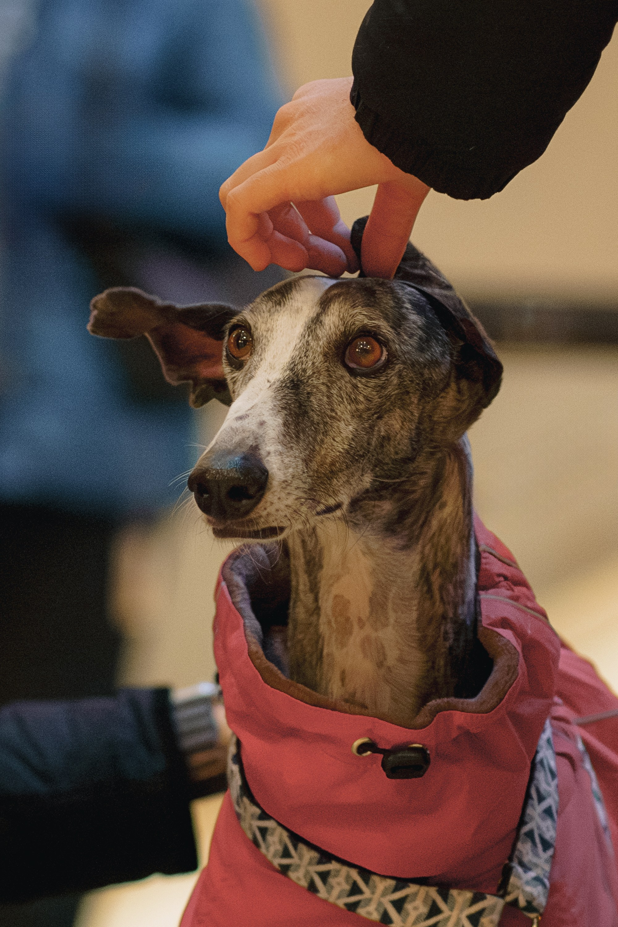 GalgoTreff / Solaris keskus 16 november. Kat Laisaar — Pet photographer in Tallinn