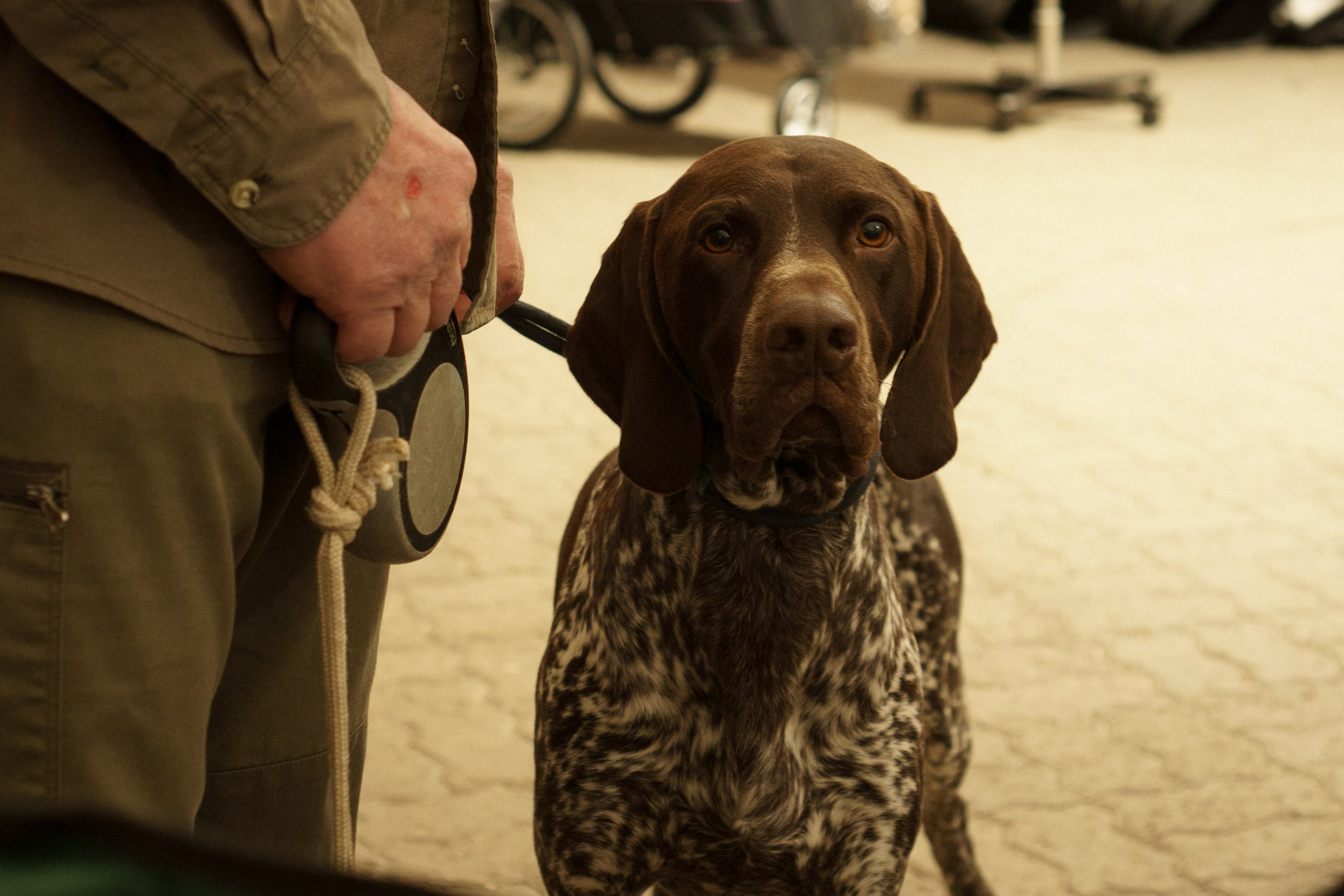 Tartu International Dog Show. Kat Laisaar — Pet photographer in Tallinn