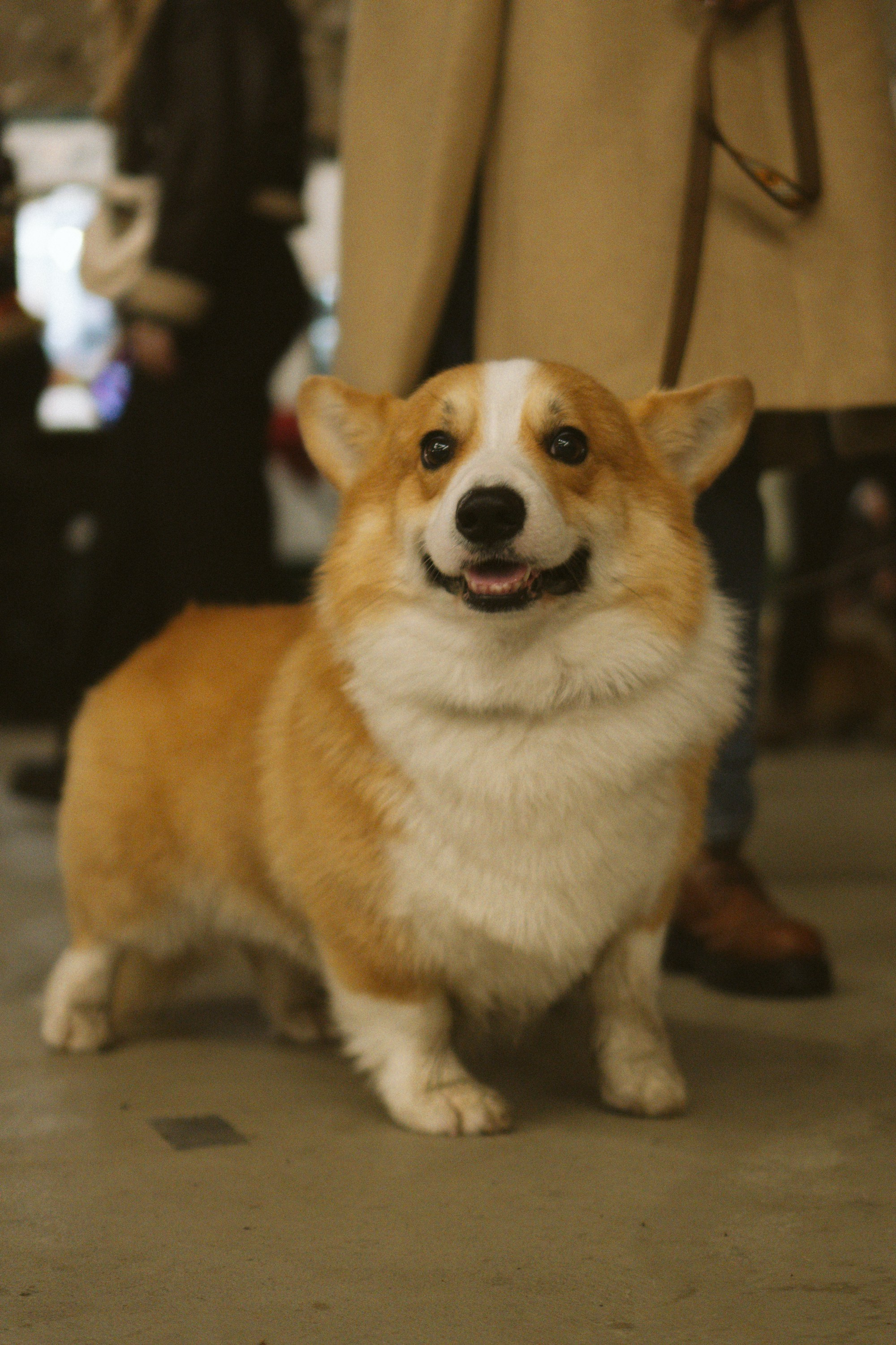Corgi Fest, Christmas edition. Kat Laisaar — Pet photographer in Tallinn