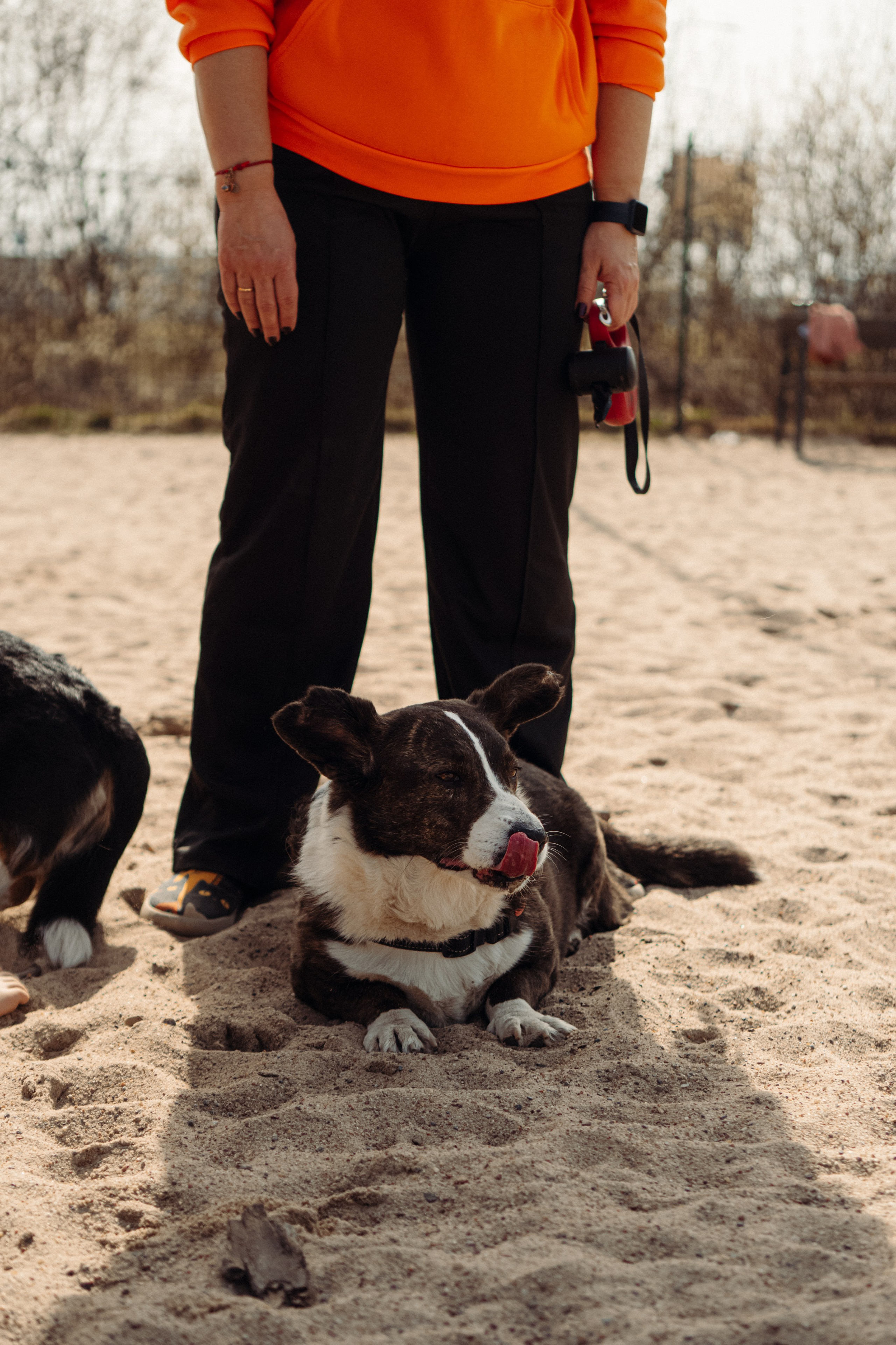 Corgi party, 18 apr. 2025. Kat Laisaar — Pet photographer in Tallinn