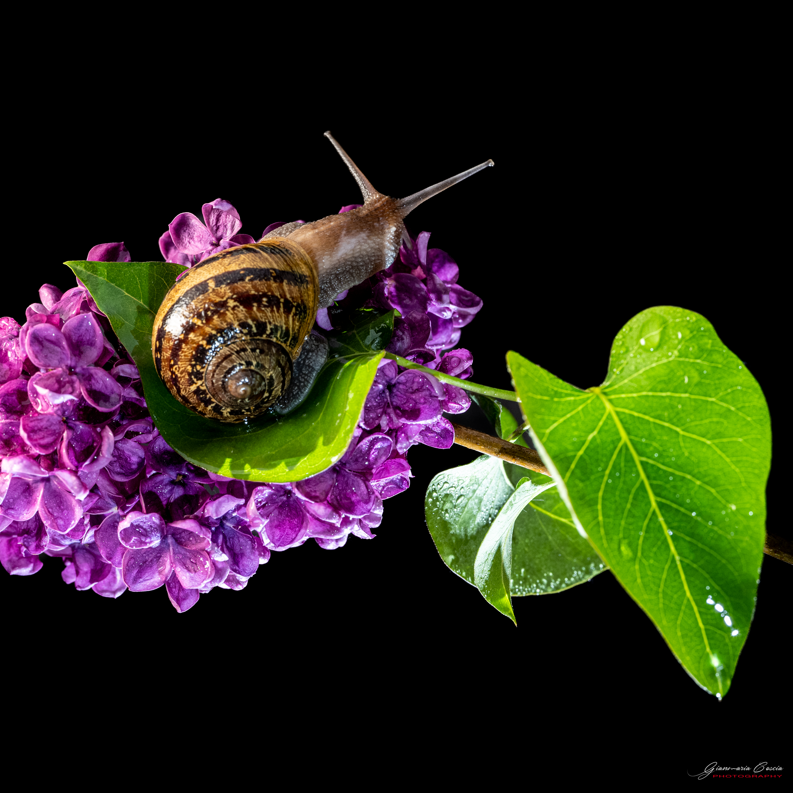 Insetti Simpatici. “Gianmaria Coscia fotografo per passione”