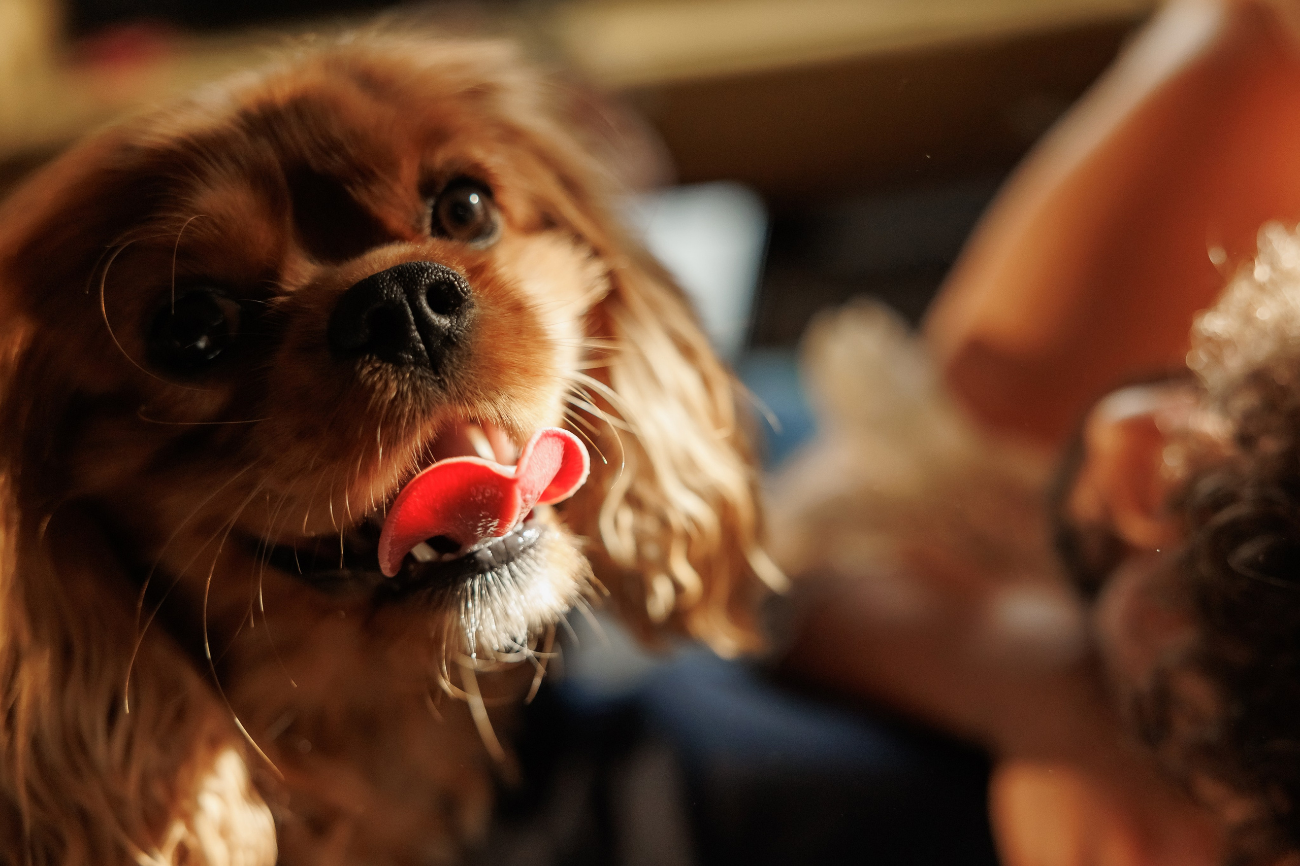 Годеж. Фотограф Ирина Йотова