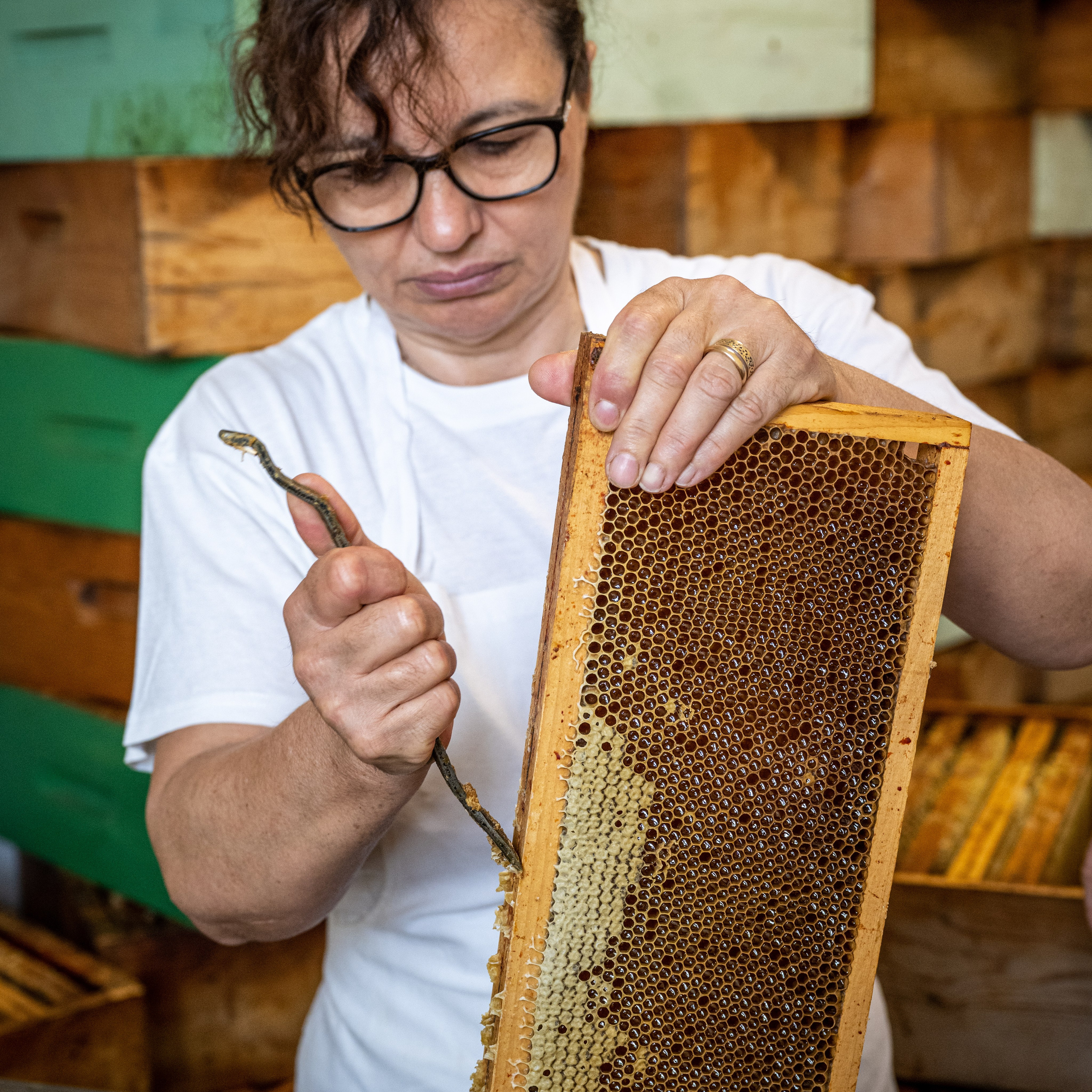 Apicultura Bergadano. “Gianmaria Coscia fotografo per passione”