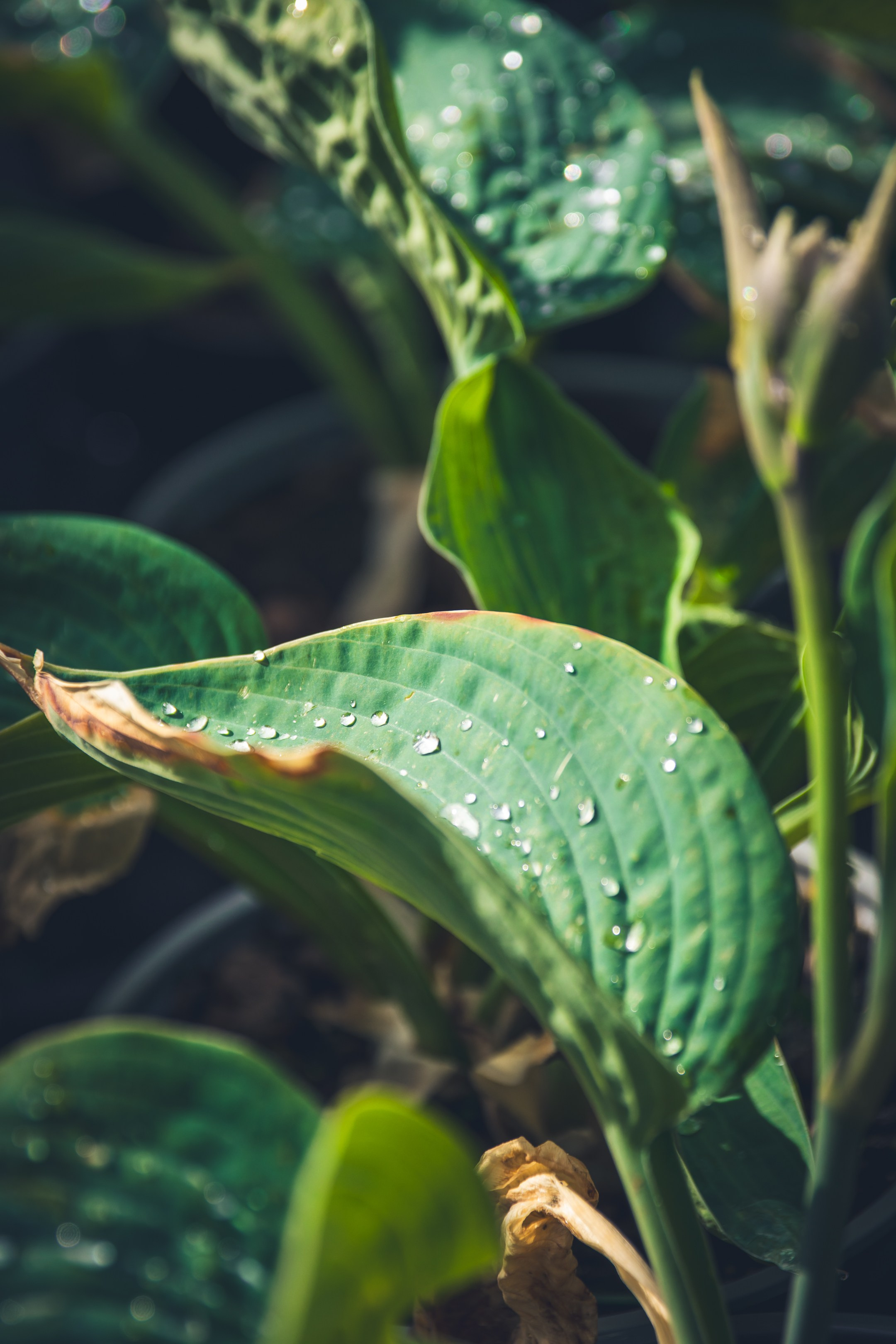 Saarema, reis. Nebula 25 — Fotod teie hingele