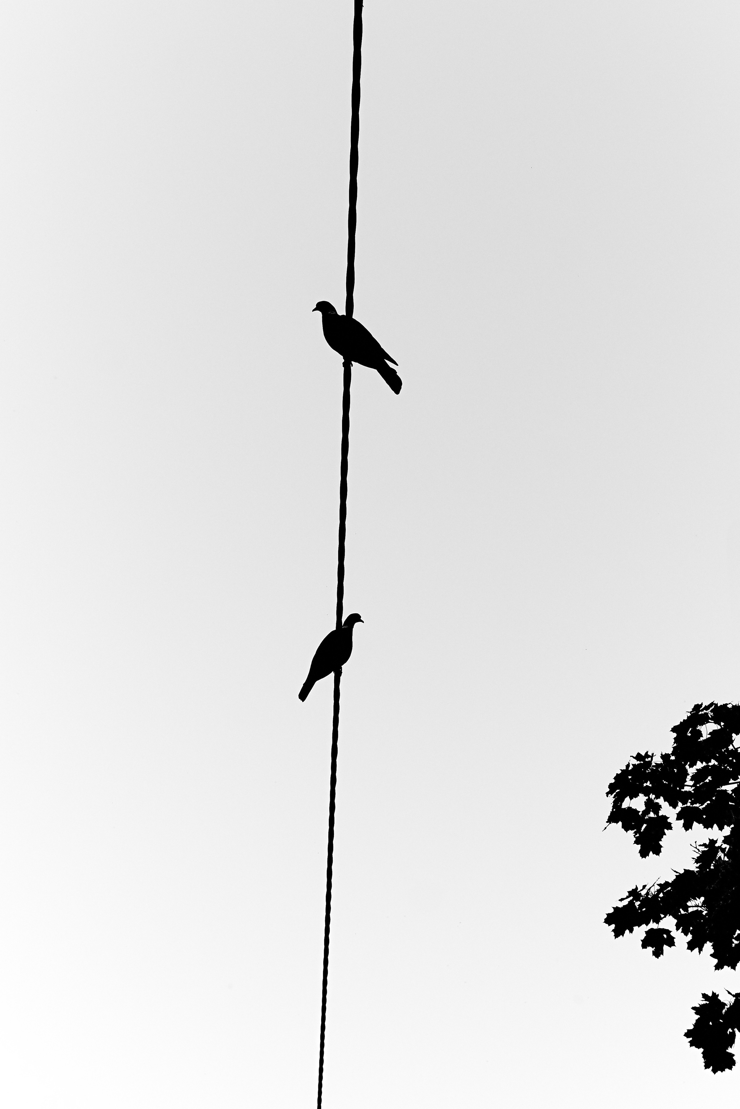 Shapes Of Shadows. Cinema that you’ll never see