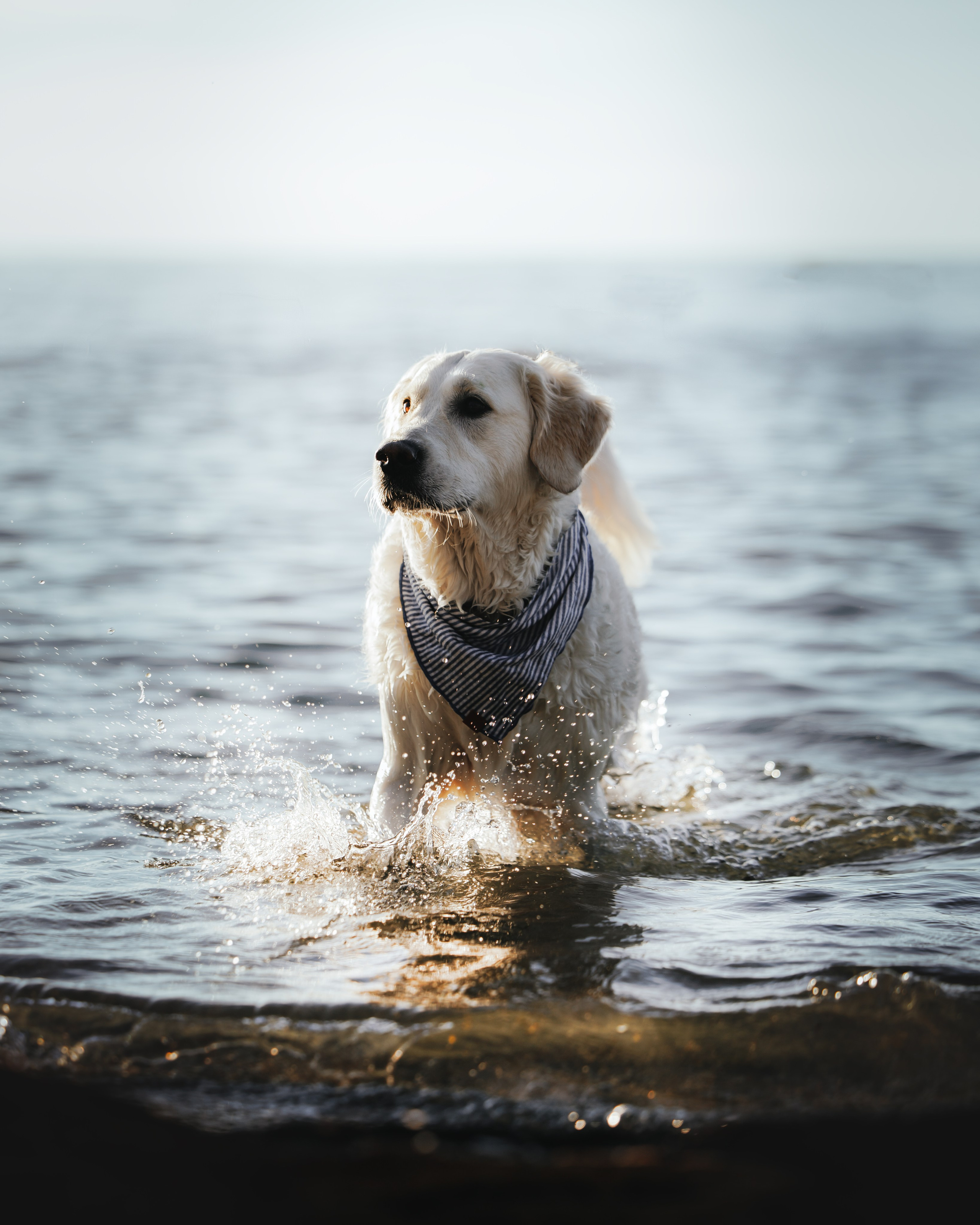 Billy & Emily. Pet Photographer Viktoriya
