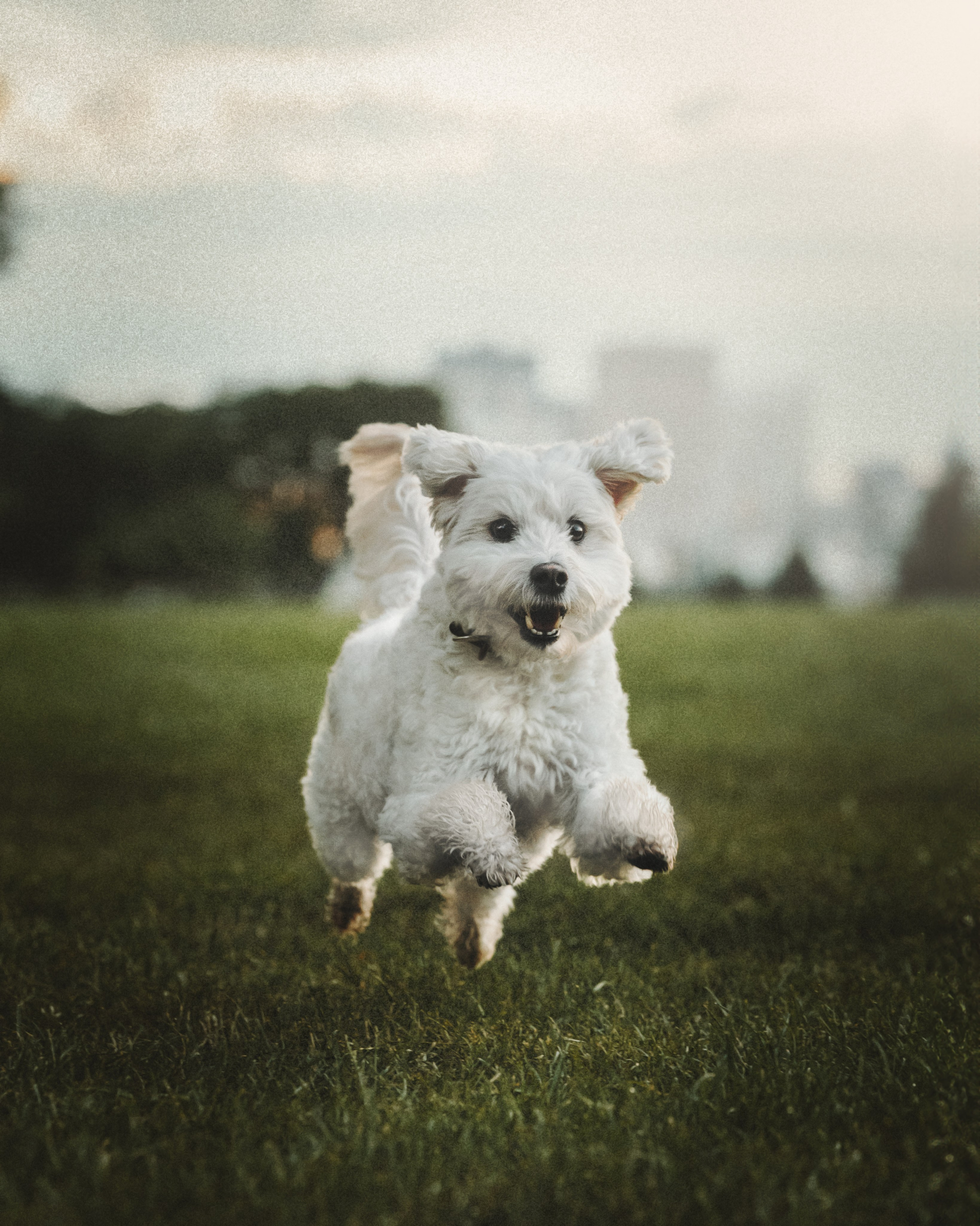 Casey & Natalie. Pet Photographer Viktoriya