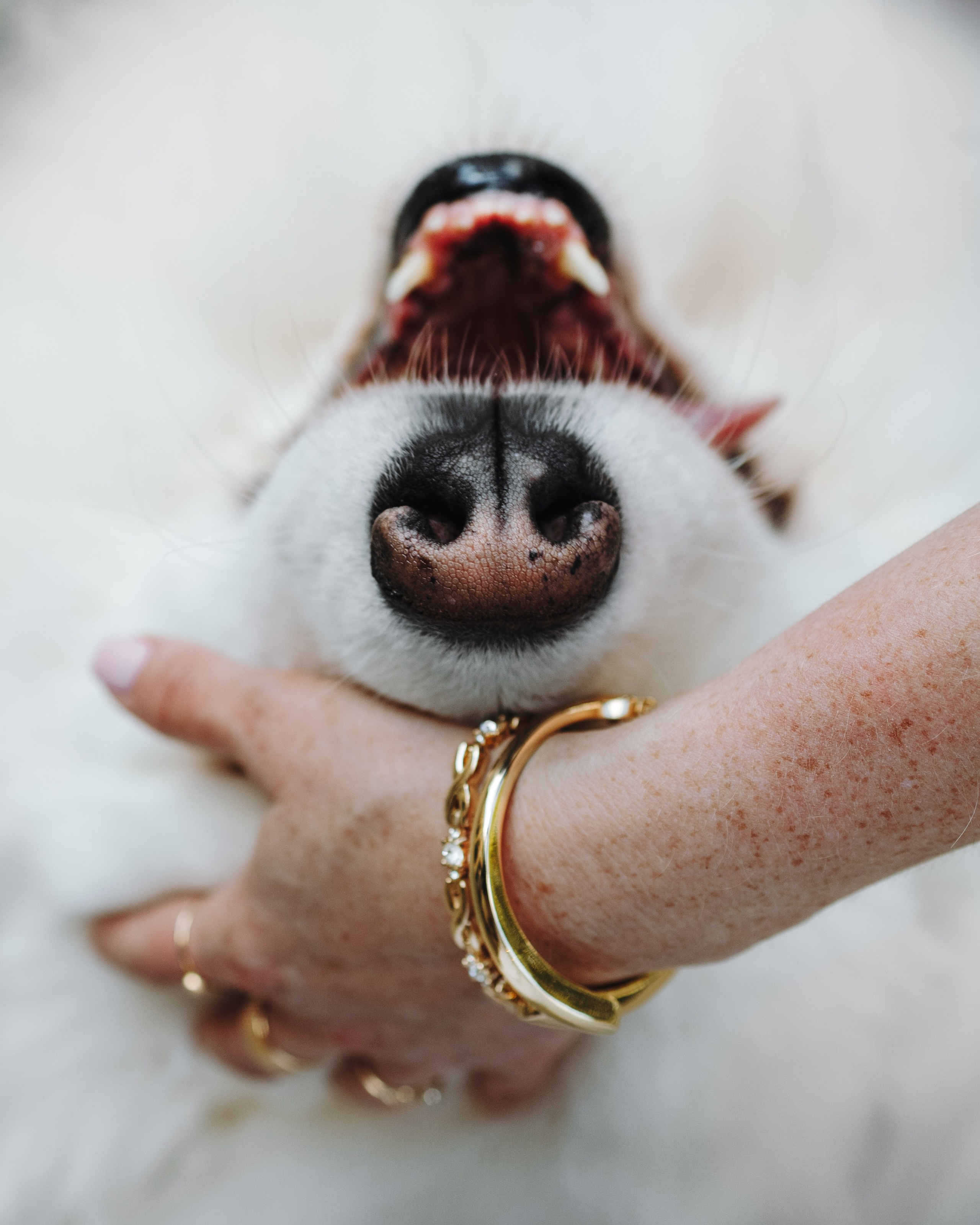 Mishka & Yuliya. Pet Photographer Viktoriya