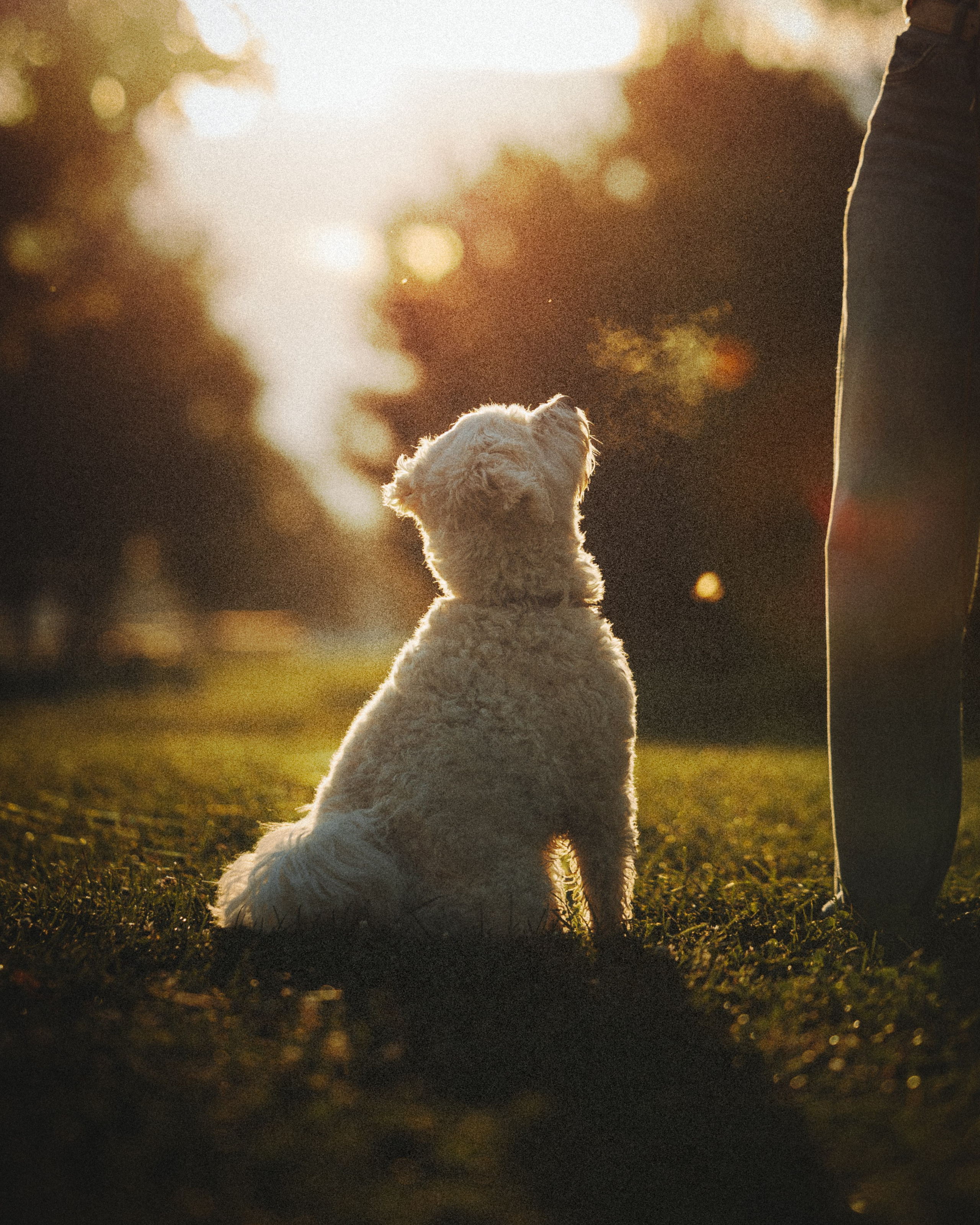 Casey & Natalie. Pet Photographer Viktoriya