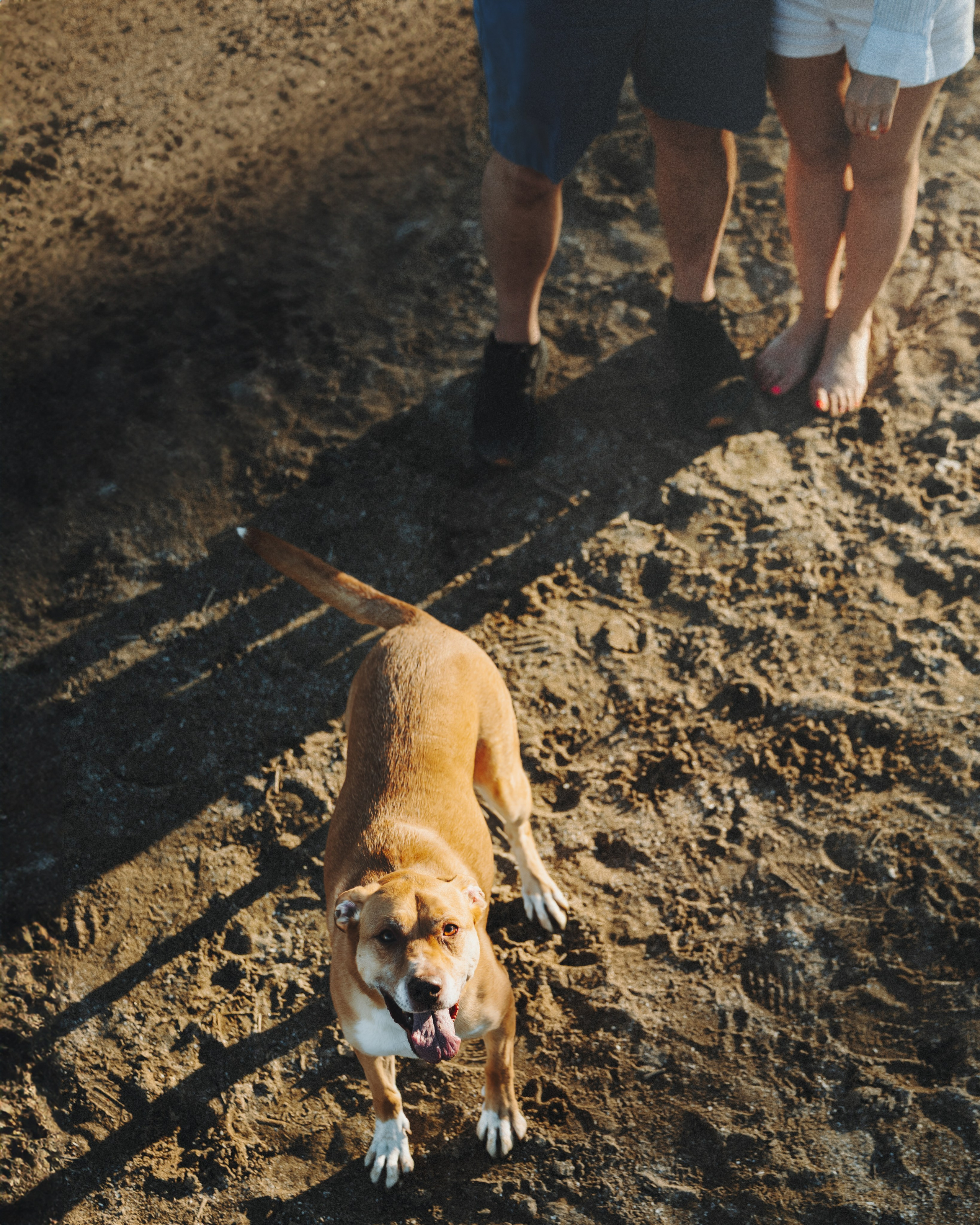 Yuliya & Jacob. Pet Photographer Viktoriya