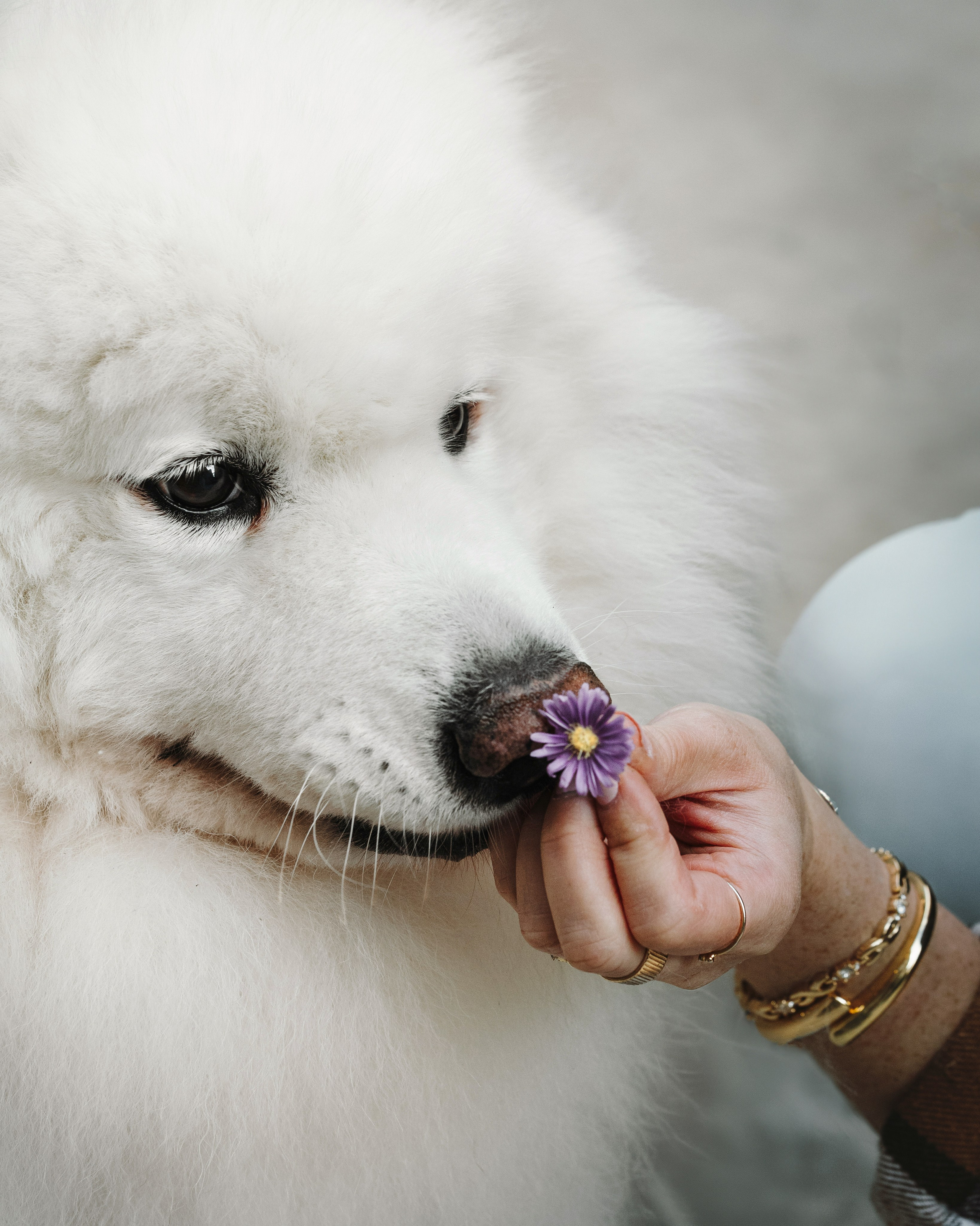 Mishka & Yuliya. Pet Photographer Viktoriya