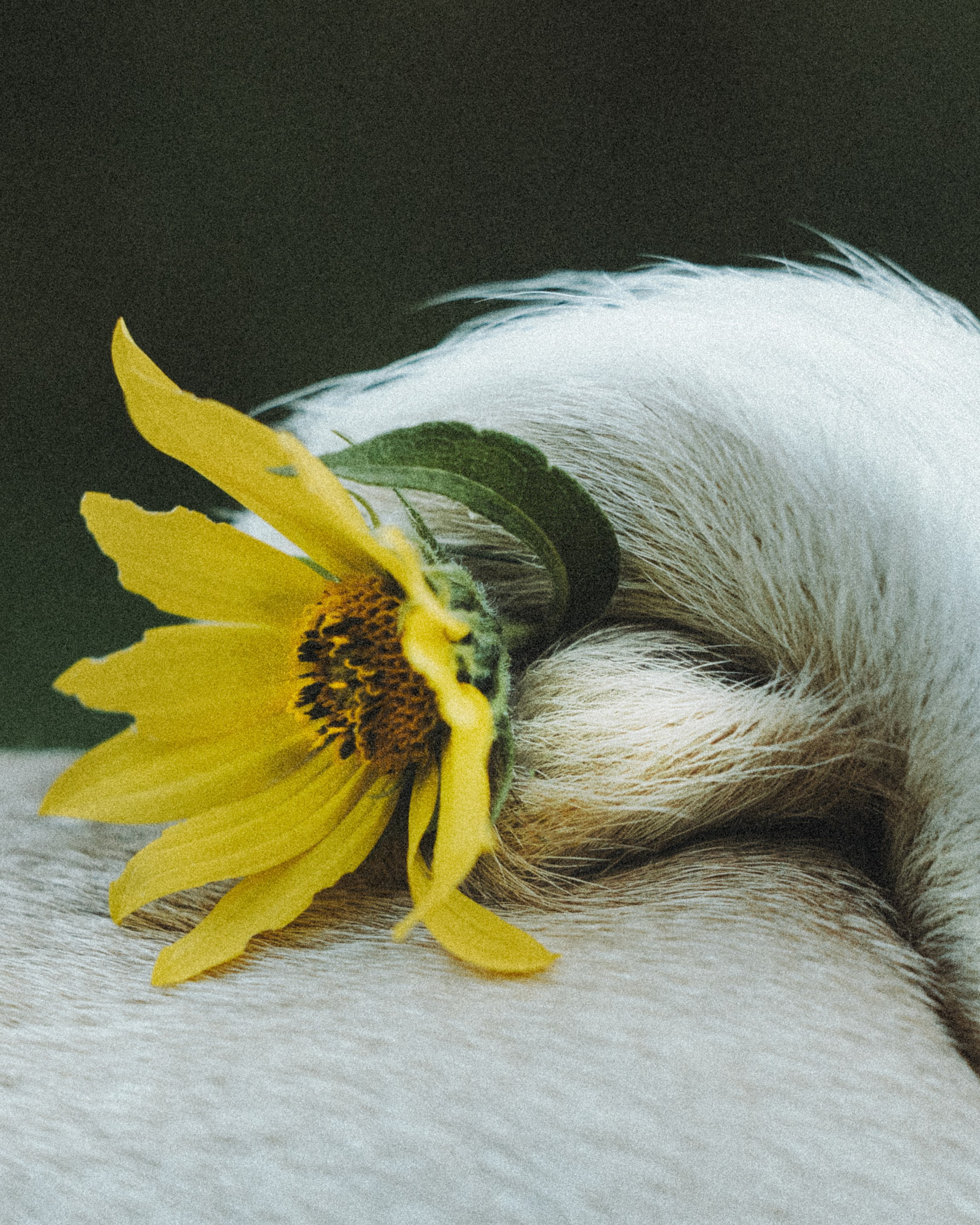 Remy, Pancake, Sydney & Michael. Pet Photographer Viktoriya