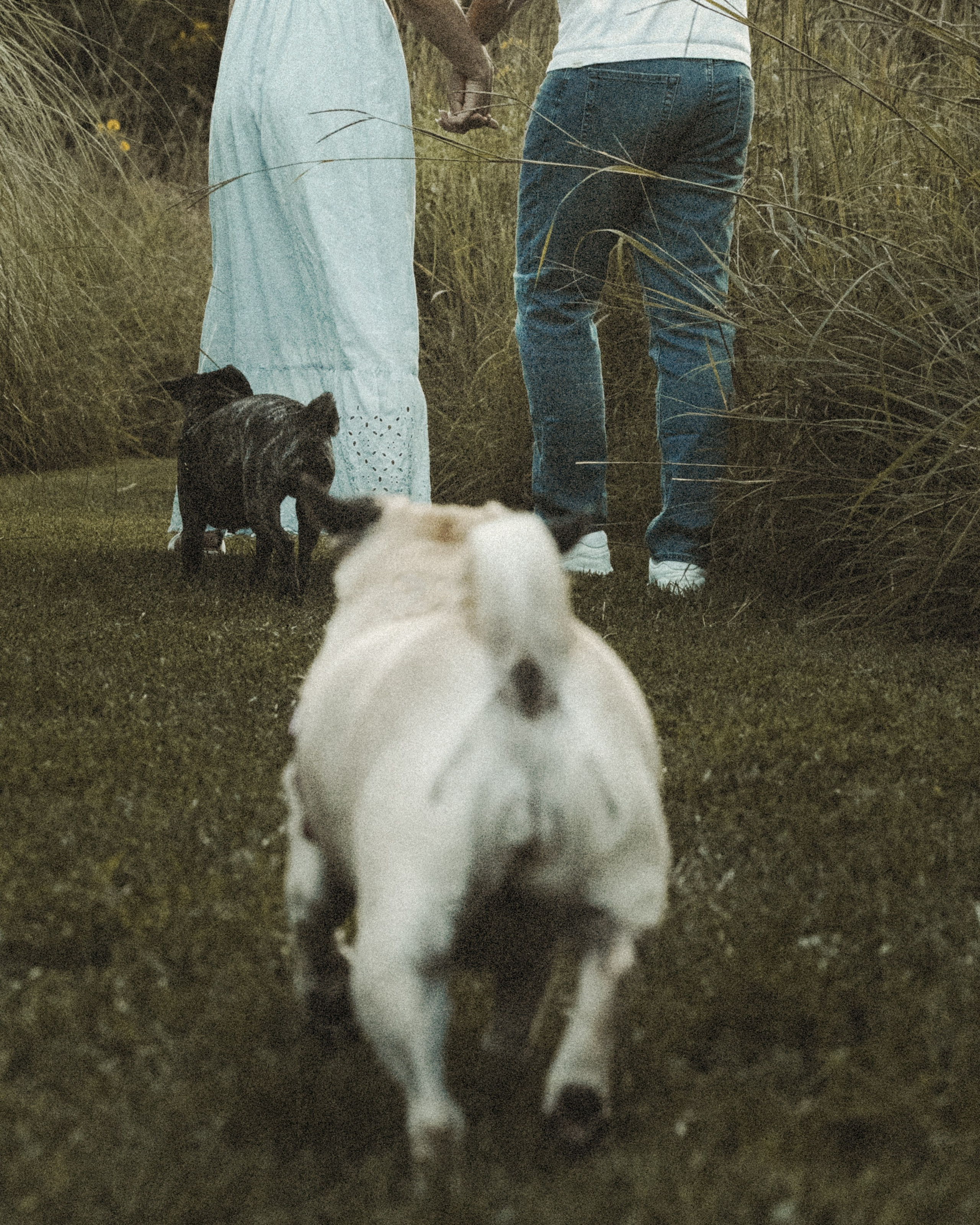 Remy, Pancake, Sydney & Michael. Pet Photographer Viktoriya