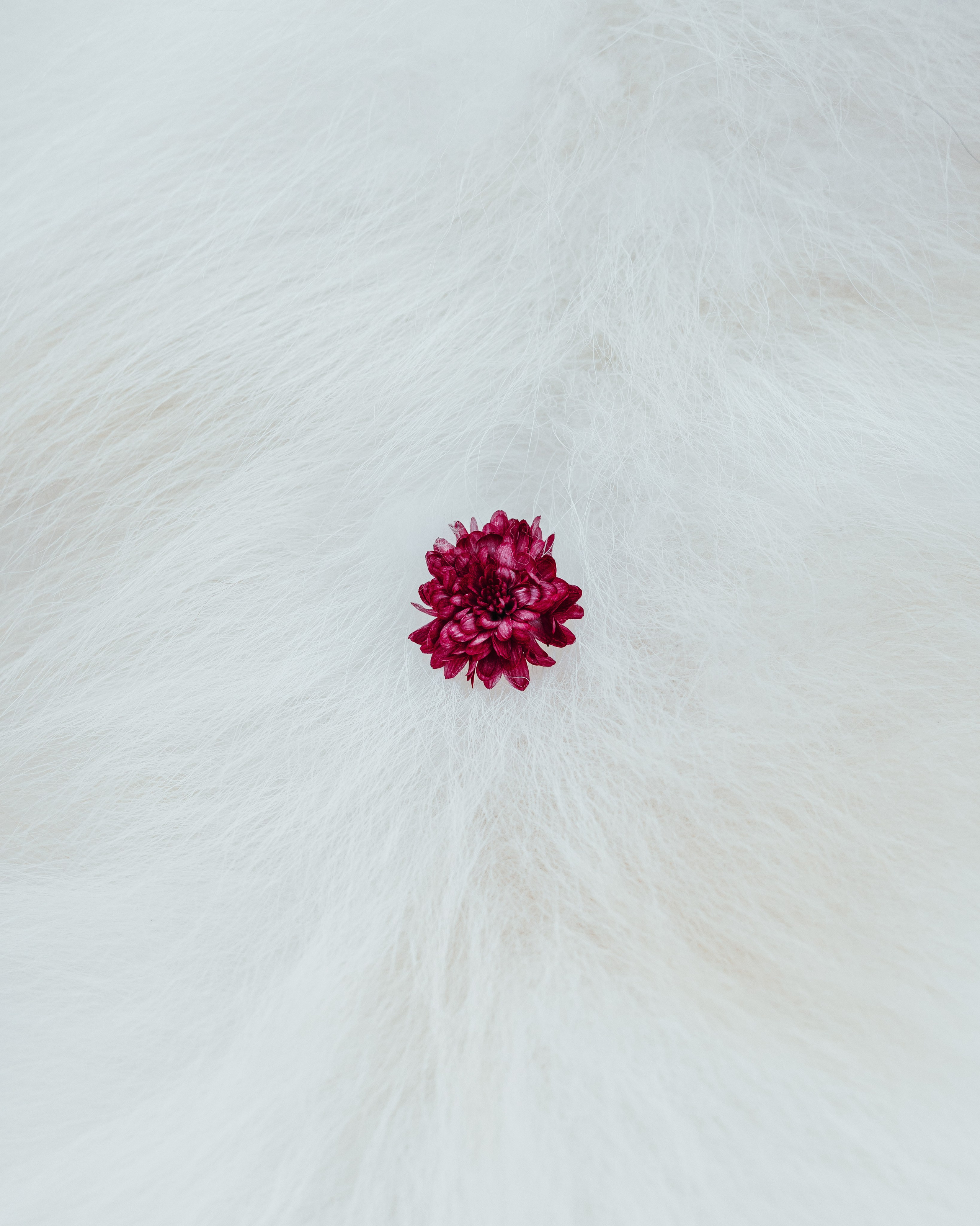 Mishka & Yuliya. Pet Photographer Viktoriya