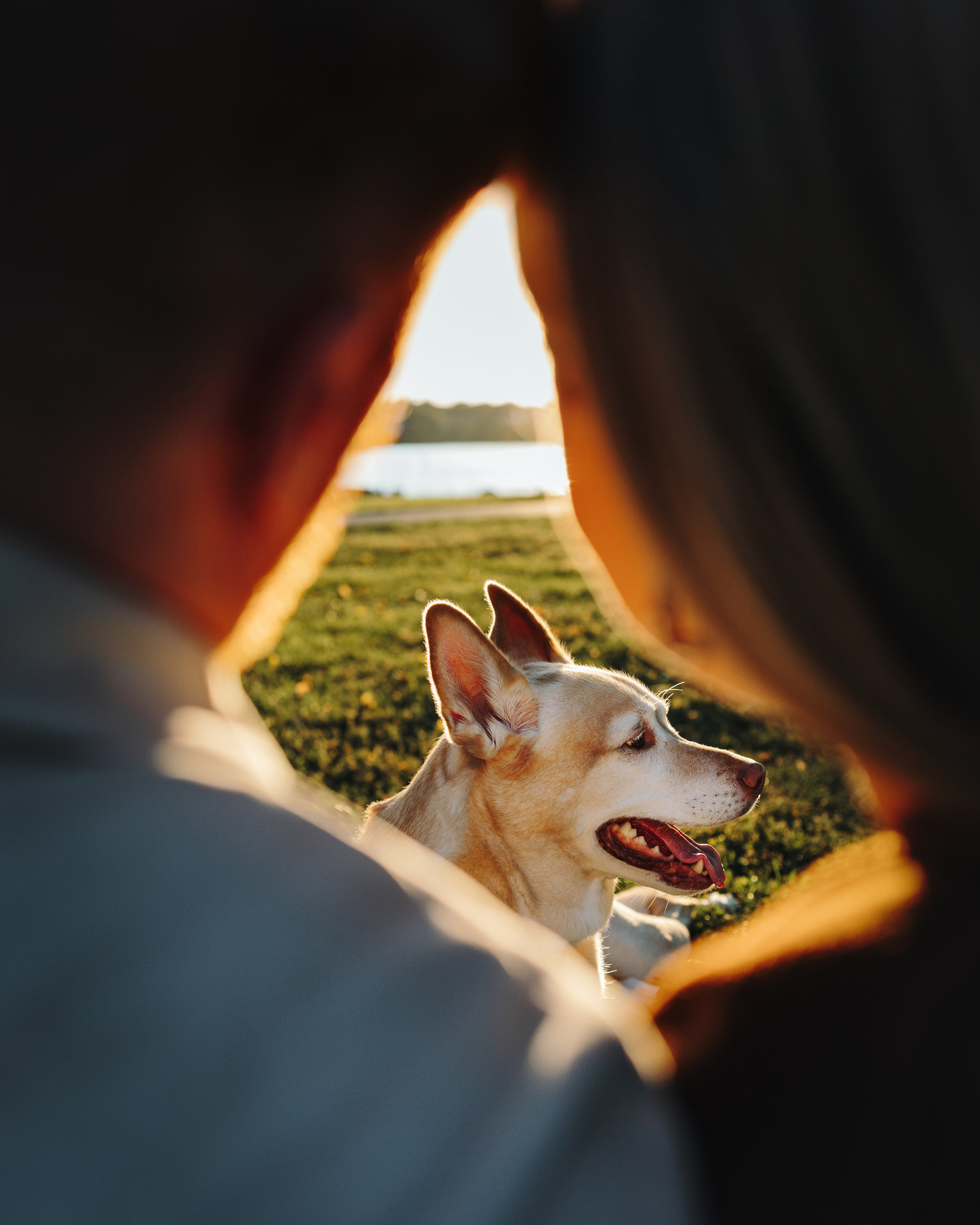 Chance, Carly & Mike. Pet Photographer Viktoriya