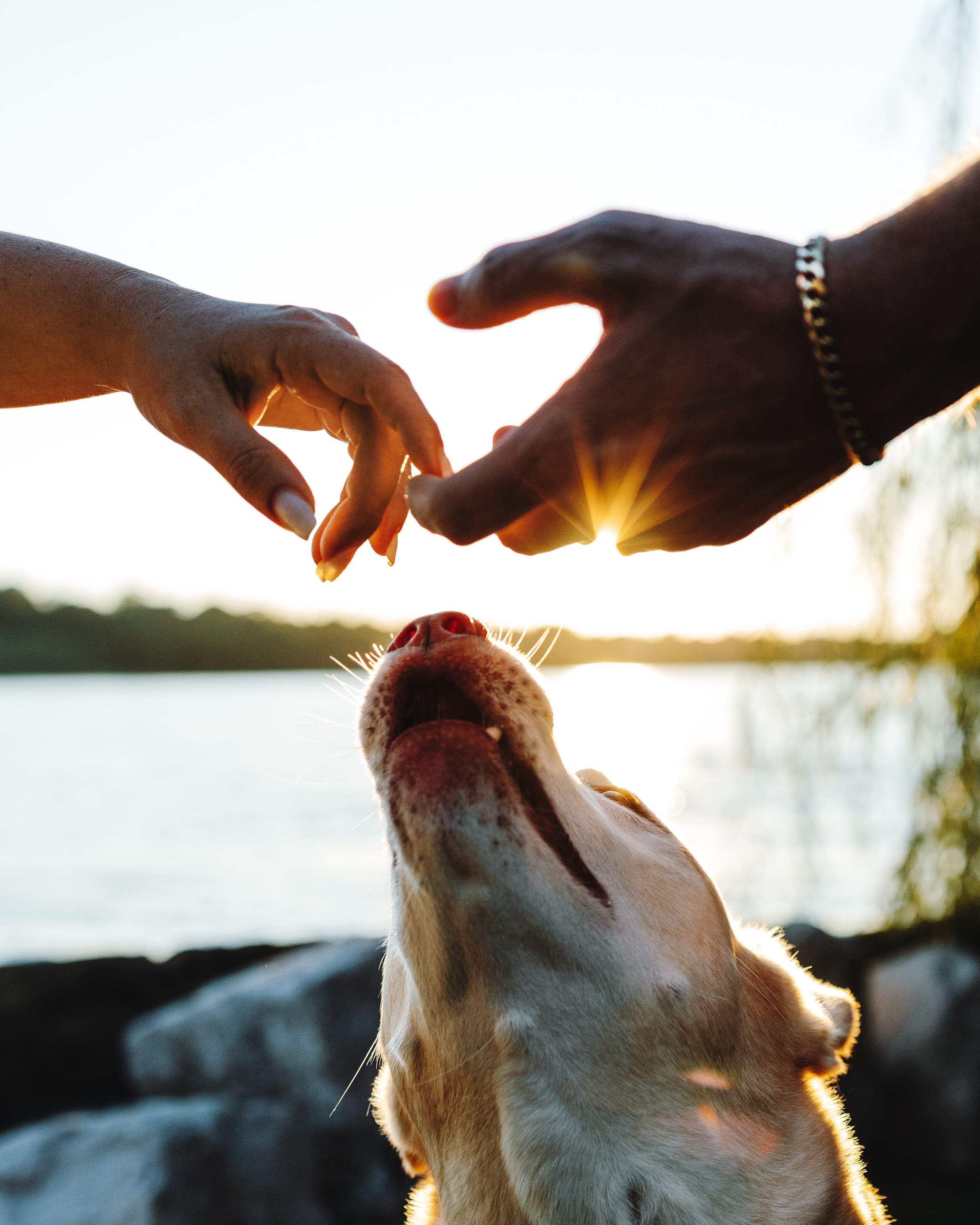 Chance, Carly & Mike. Pet Photographer Viktoriya