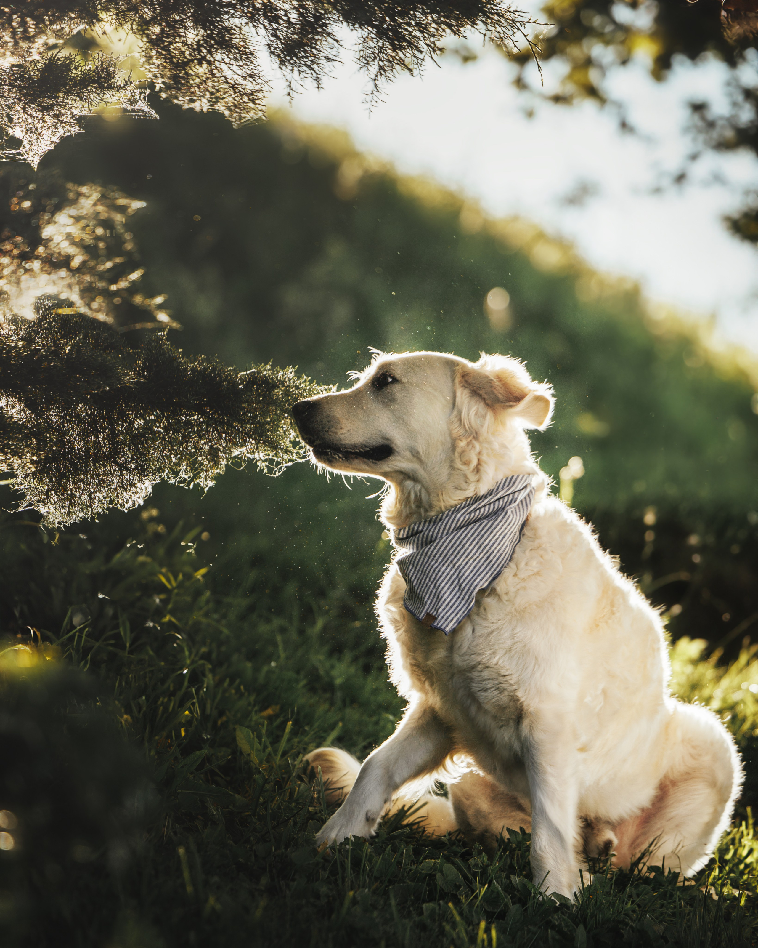 Billy & Emily. Pet Photographer Viktoriya