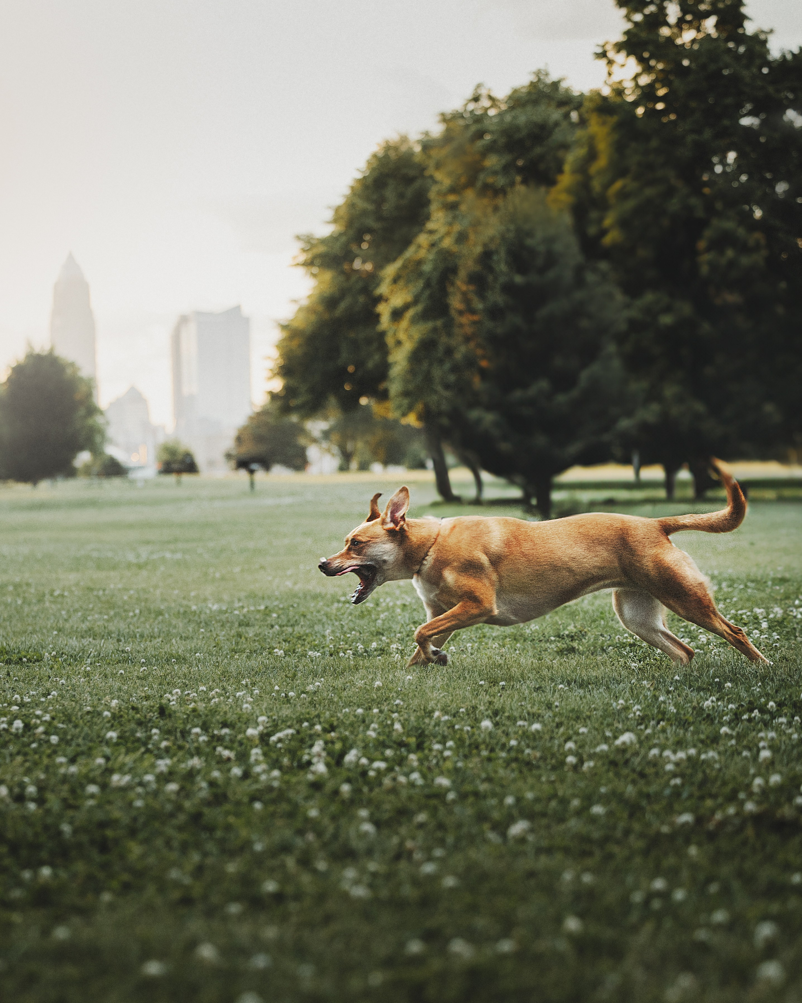 Yuliya & Jacob. Pet Photographer Viktoriya