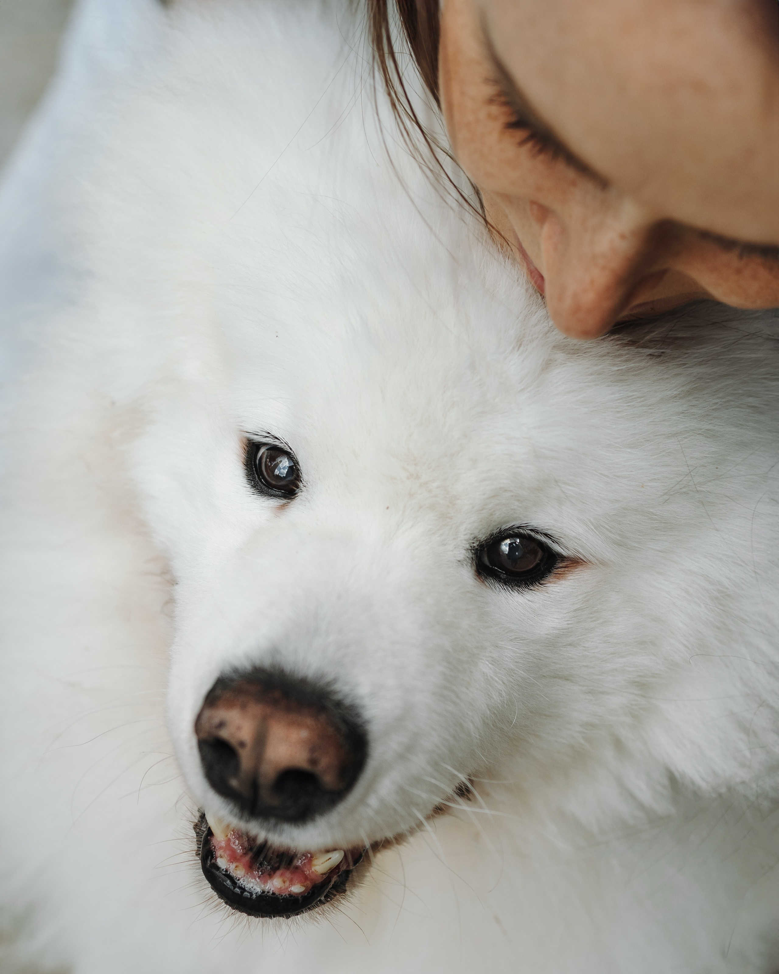 Mishka & Yuliya. Pet Photographer Viktoriya