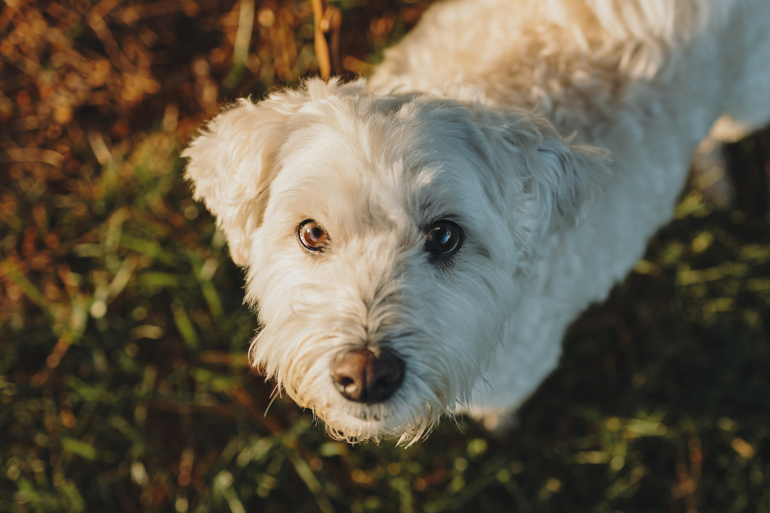 Casey & Natalie. Pet Photographer Viktoriya